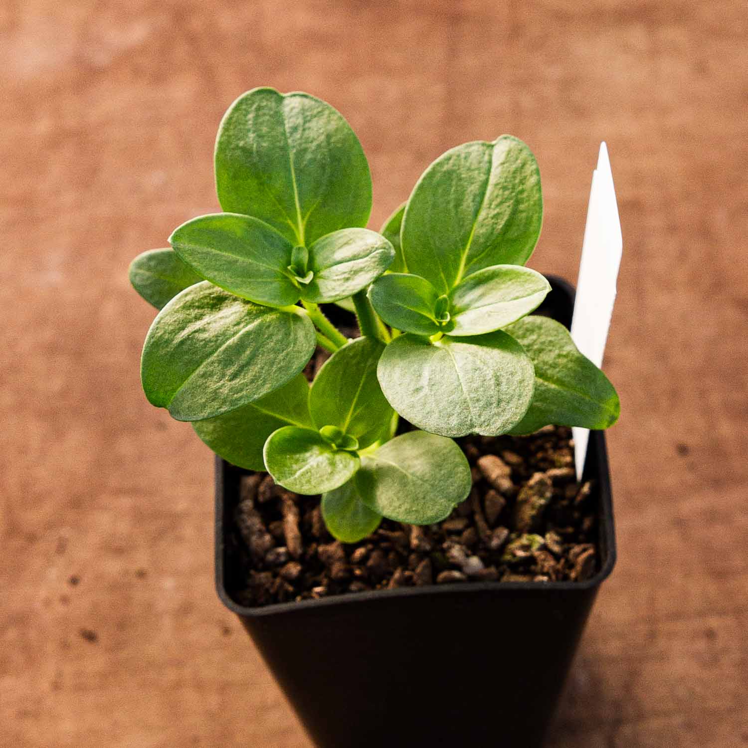 SNAPDRAGON - Avignon Silver - PLANTS