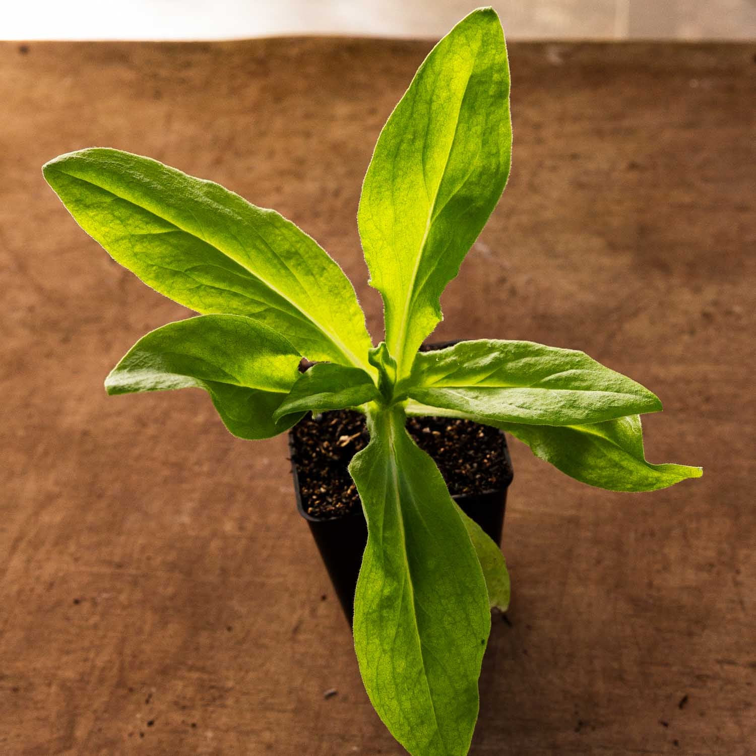 STRAWFLOWER - Silvery Rose - PLANTS