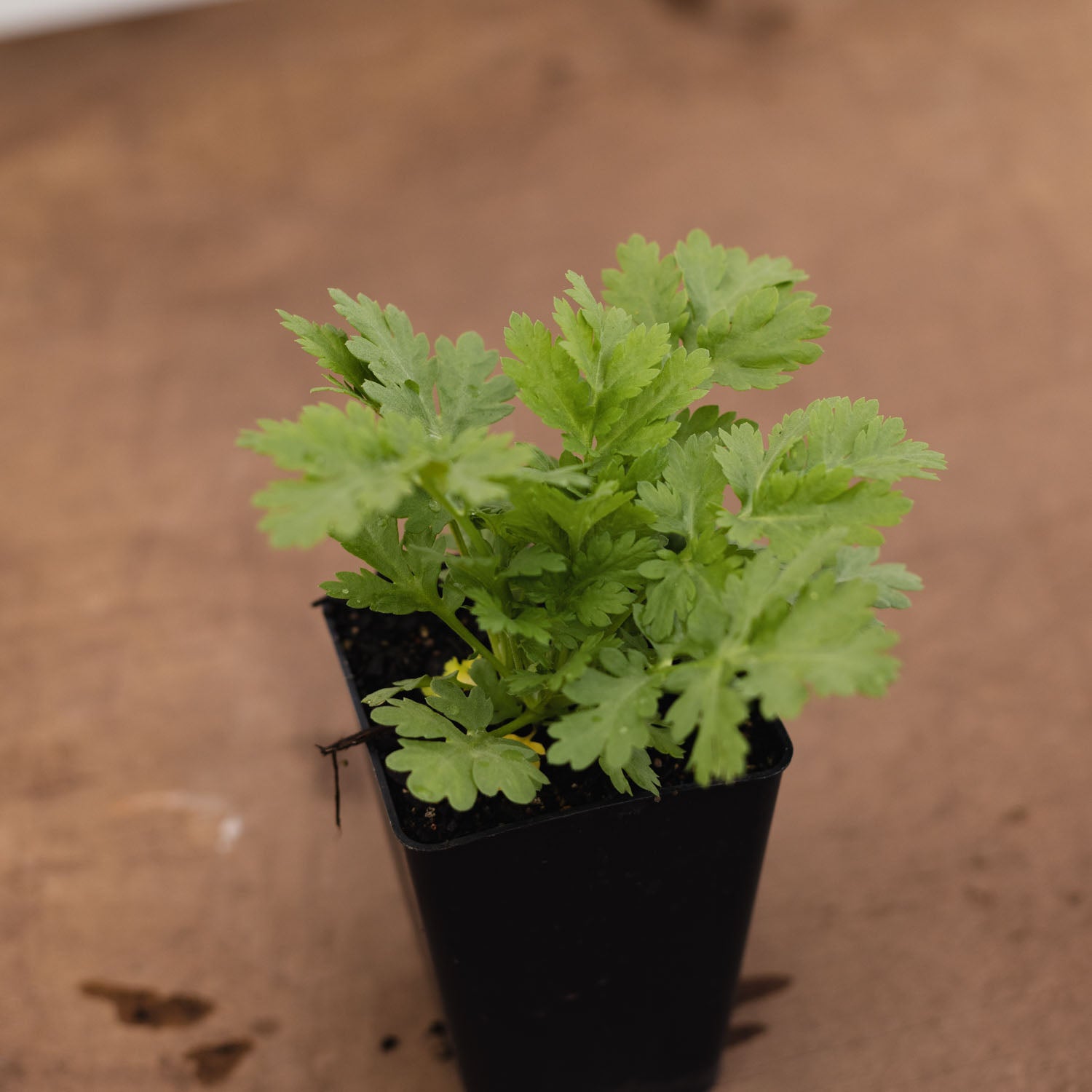MATRICARIA - Snowball - PLANTS