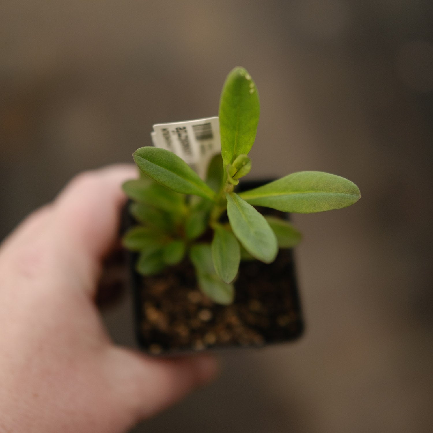 LYSIMACHIA - Silver Loosestrife - PLANTS