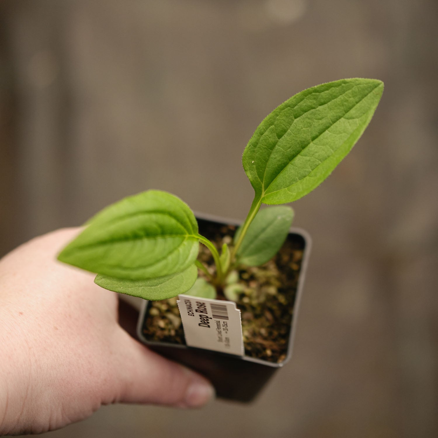 ECHINACEA - Primadonna Deep Rose - PLANTS