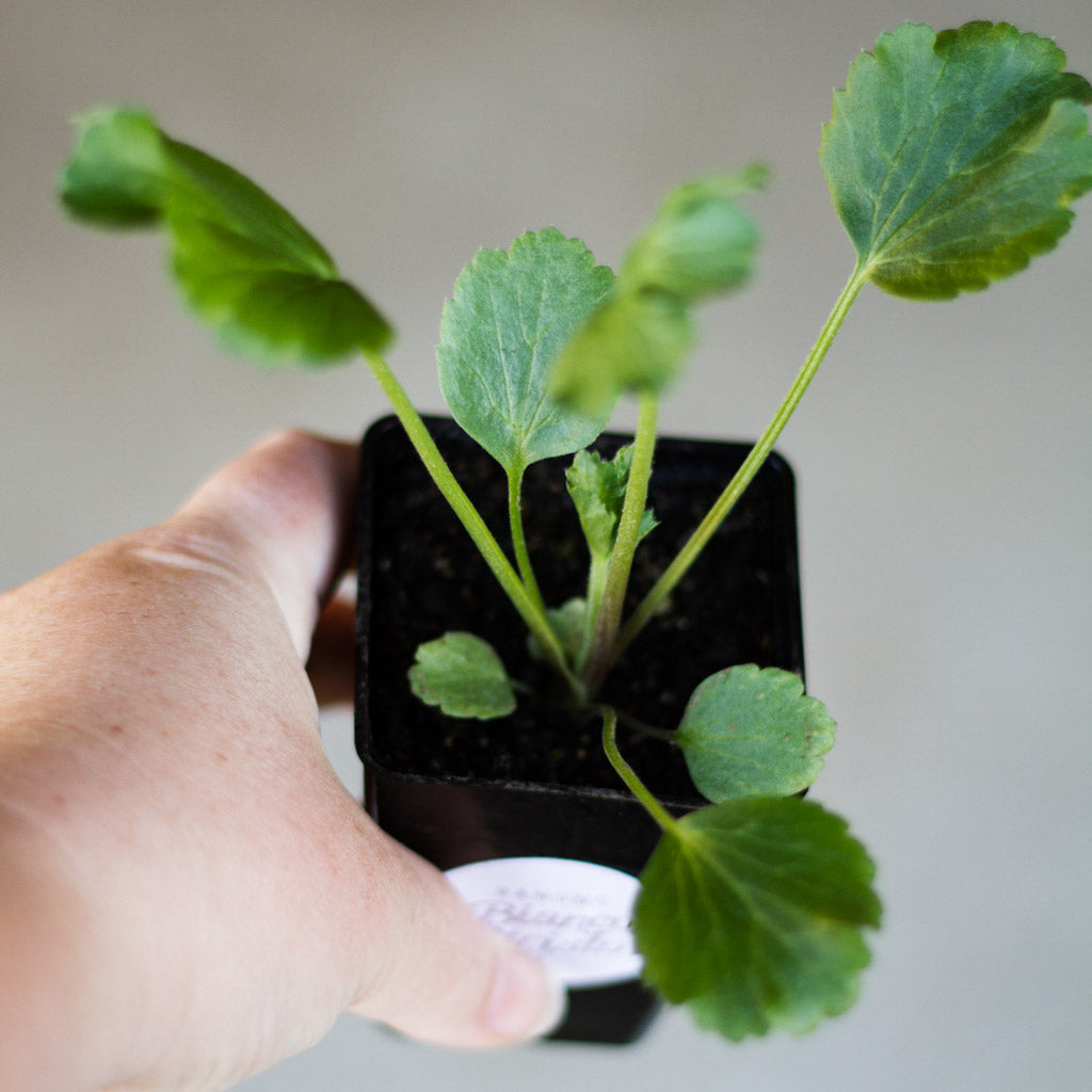 RANUNC - Dolce Striato - PLANTS