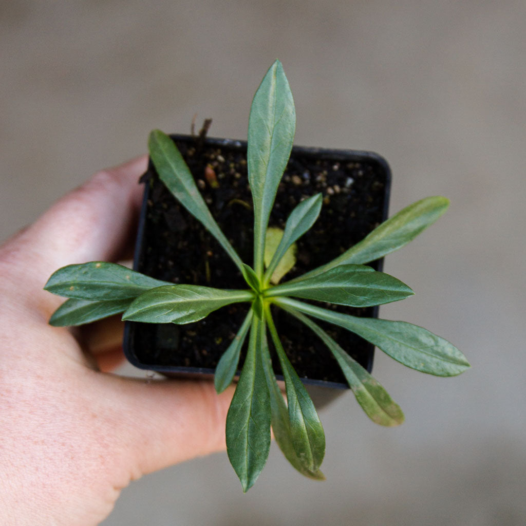 SCABIOSA - Fama White - PLANTS