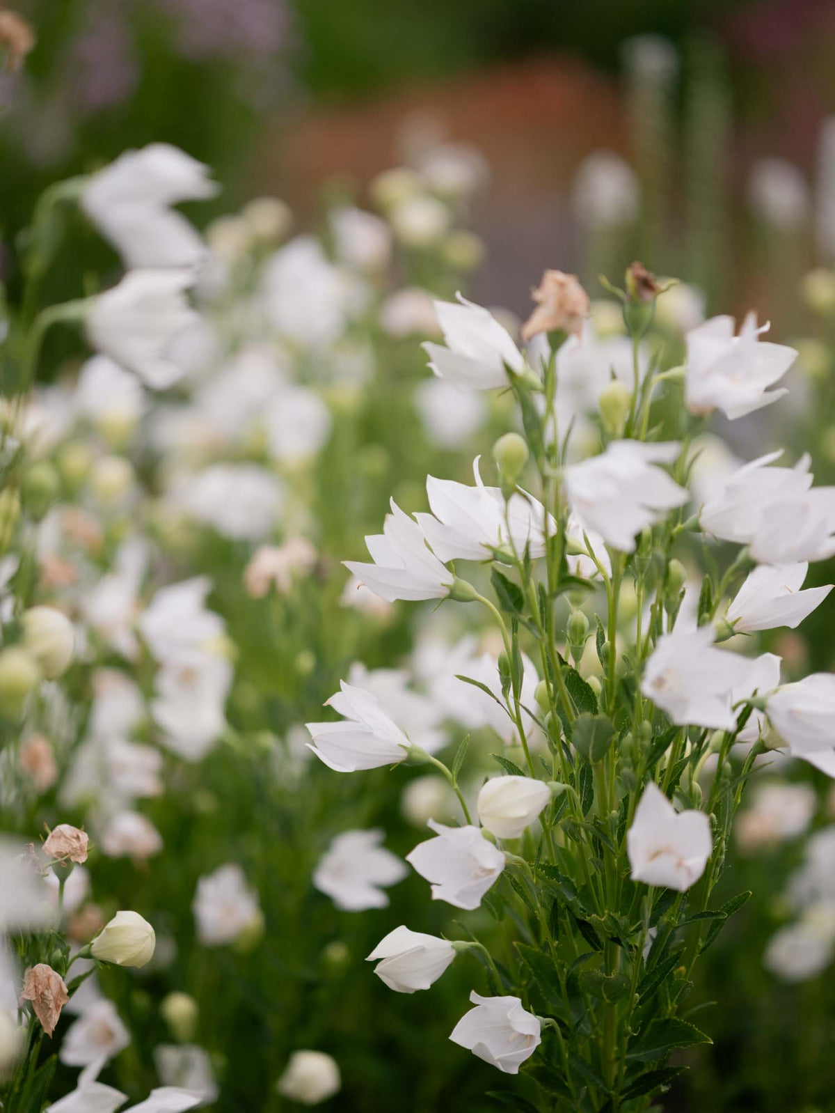 PLATYCODON - Florist White - PLANTS