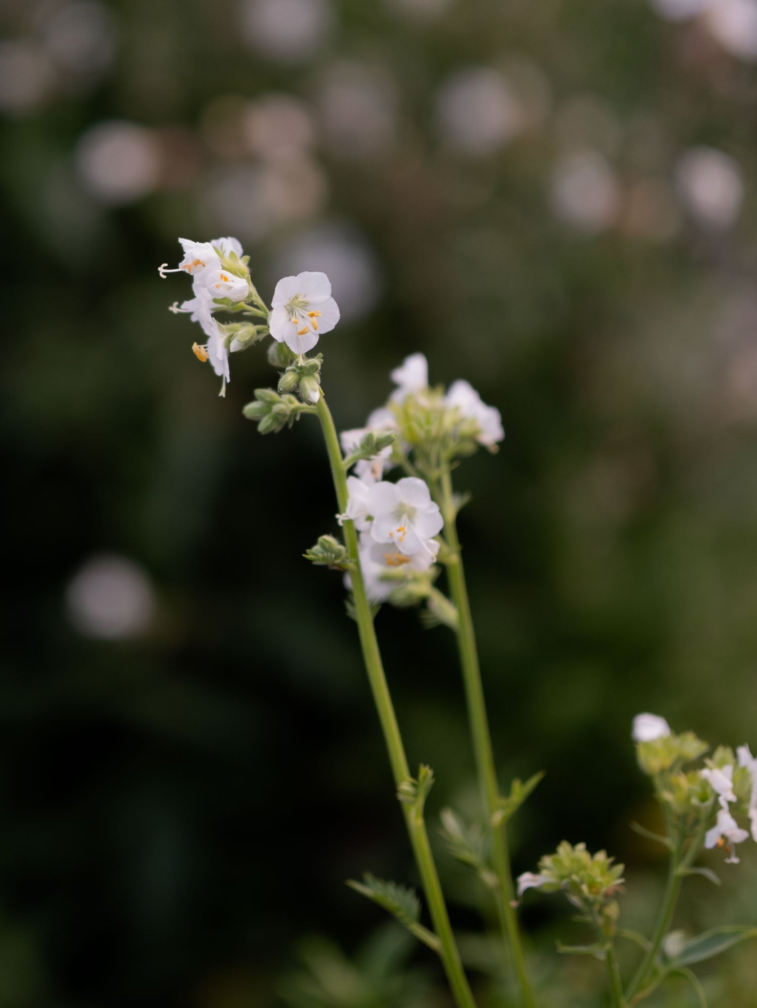 POLEMONIUM - Alba - PLANTS