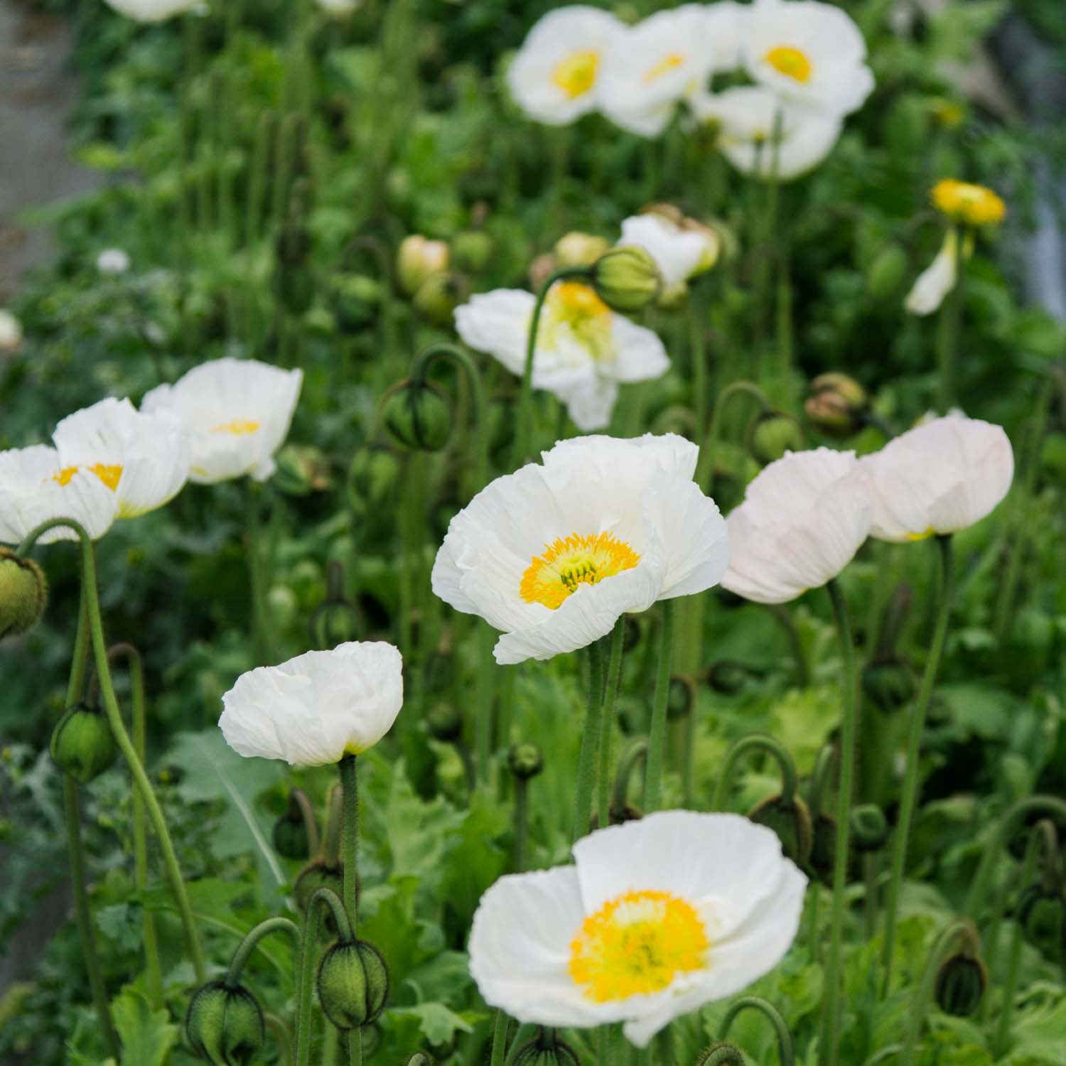 POPPY COLIBRI - Bianco - PLANTS