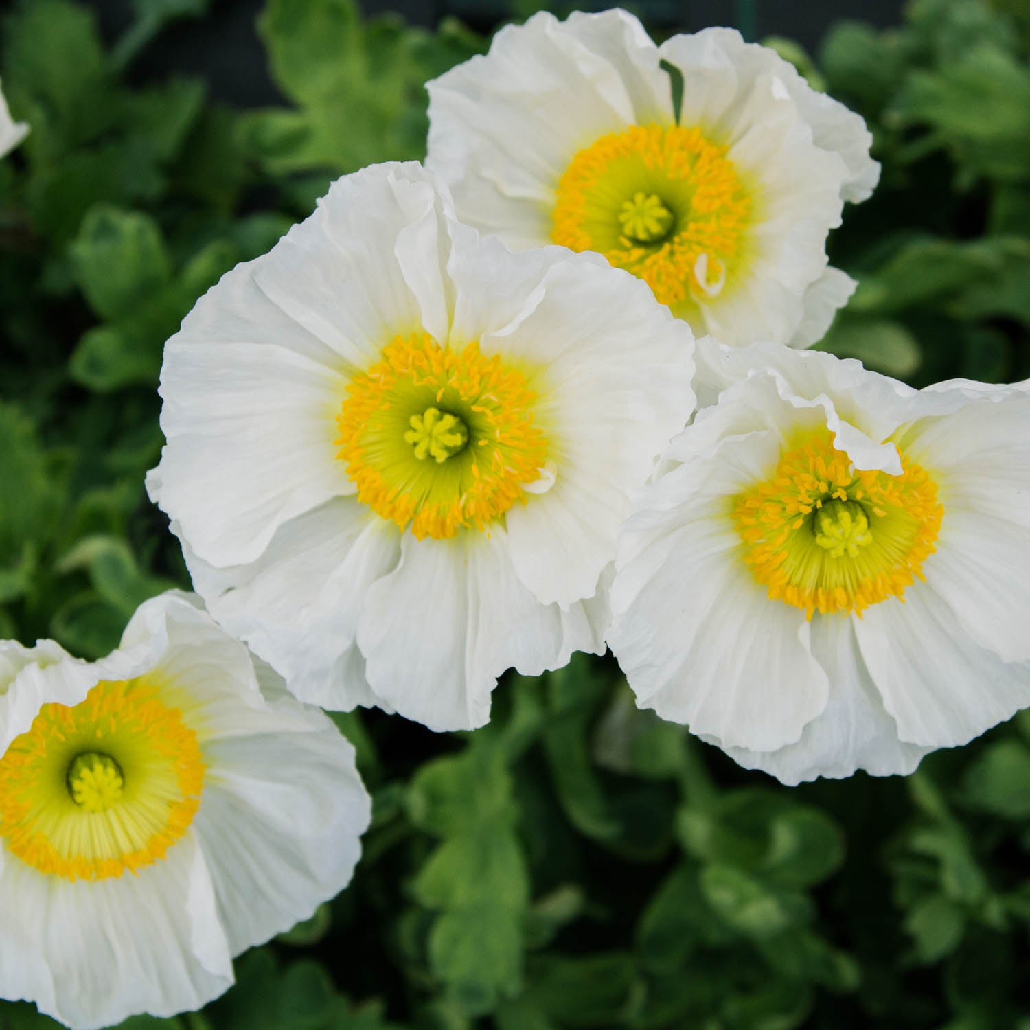 POPPY COLIBRI - Bianco - PLANTS