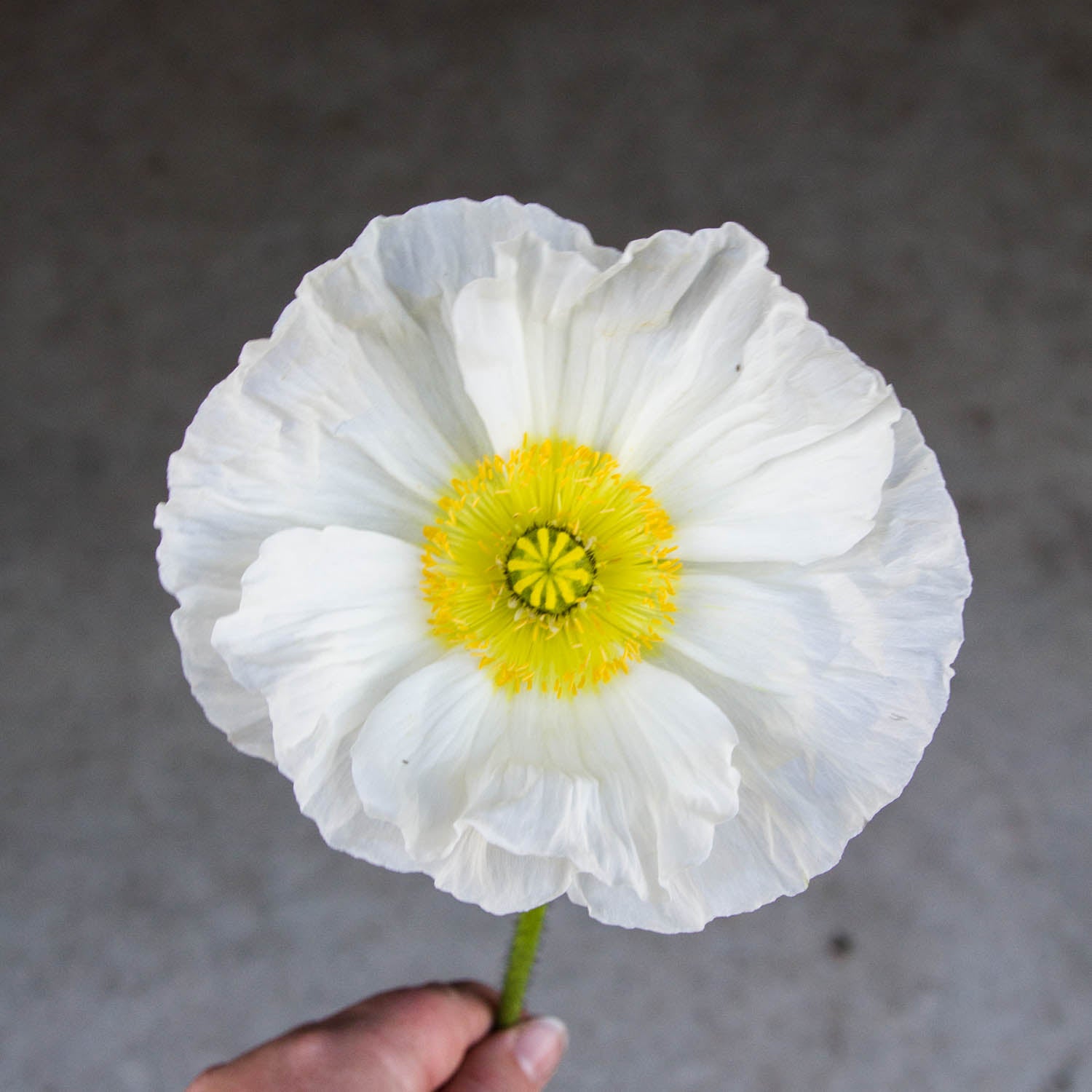 POPPY COLIBRI - Bianco - PLANTS