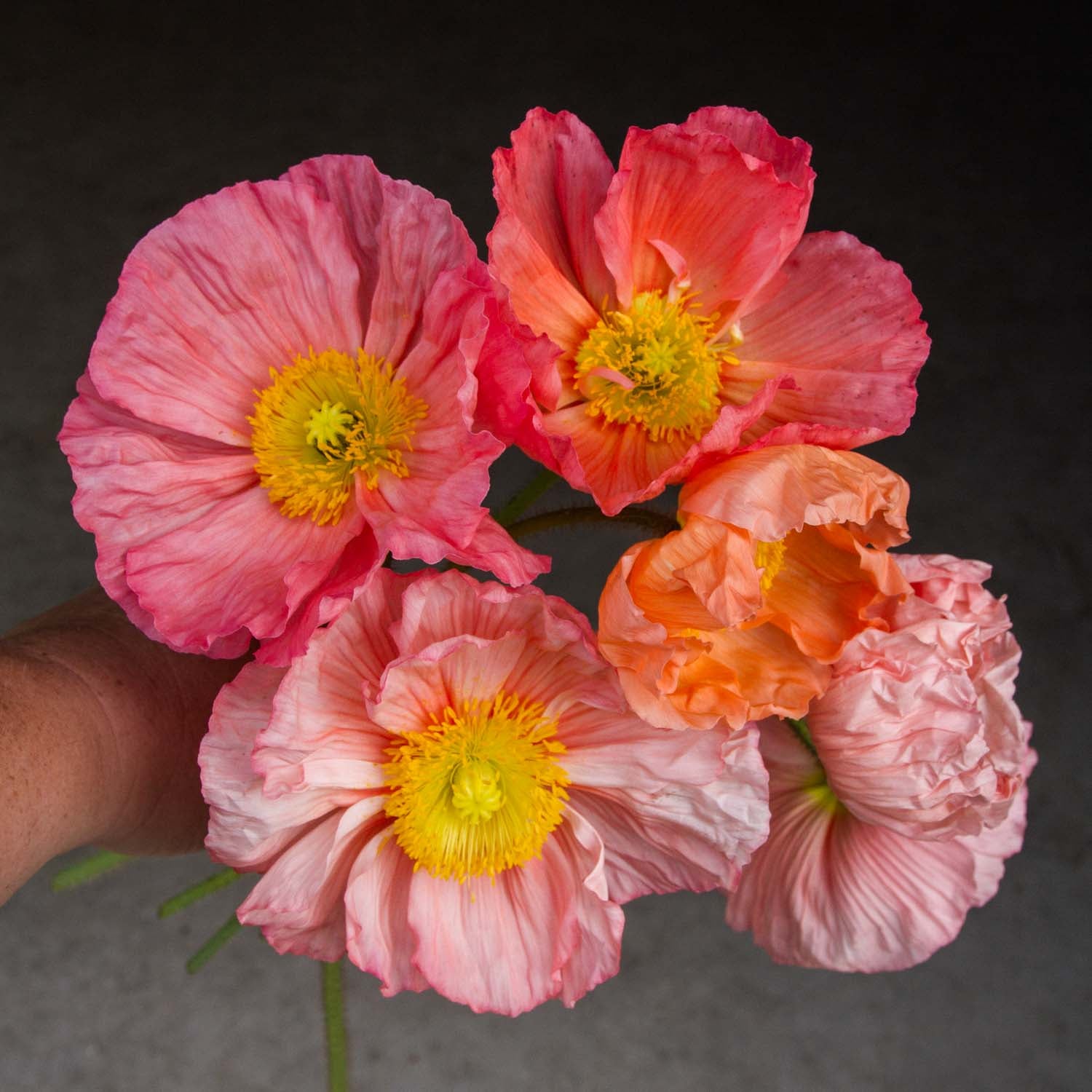 Poppy - Colibri Salmonato