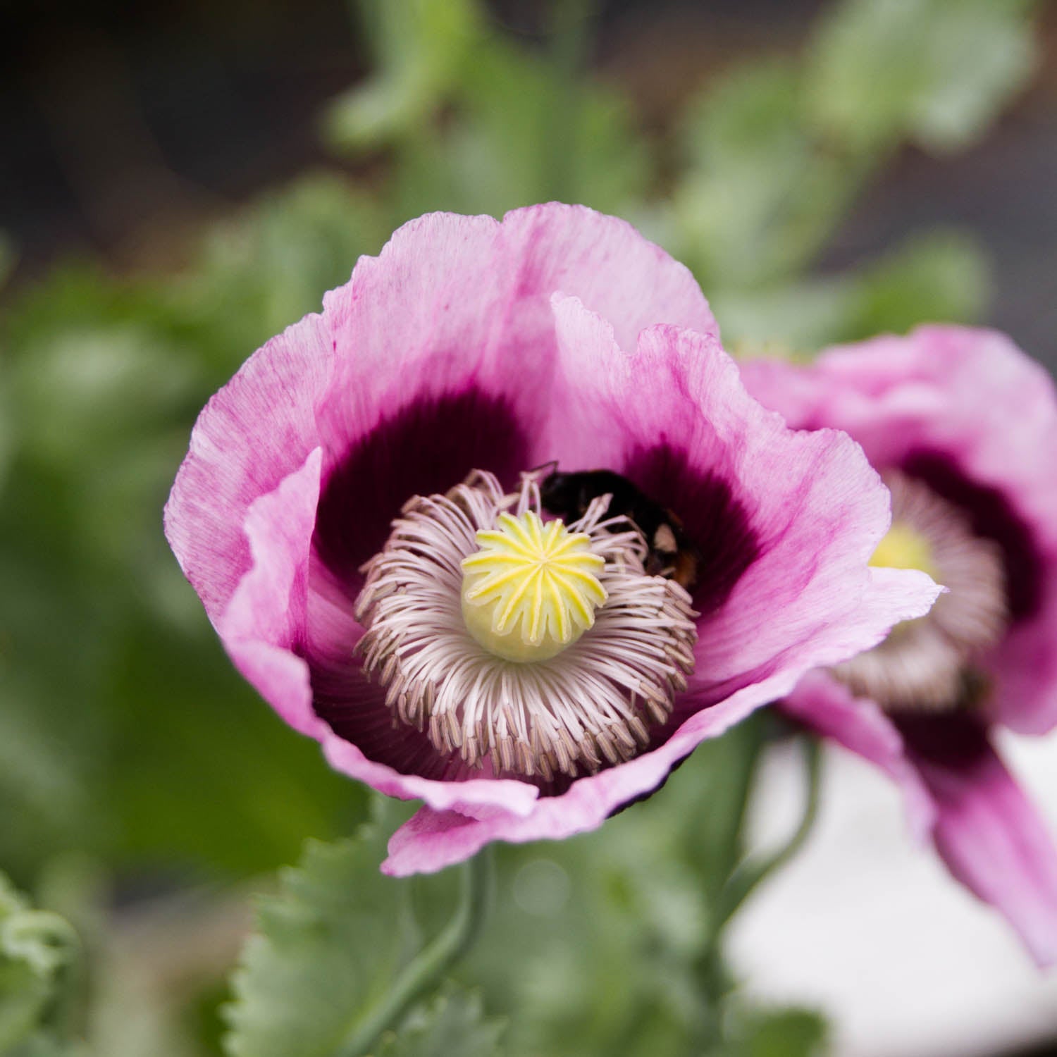 Poppy - Hungarian Breadseed