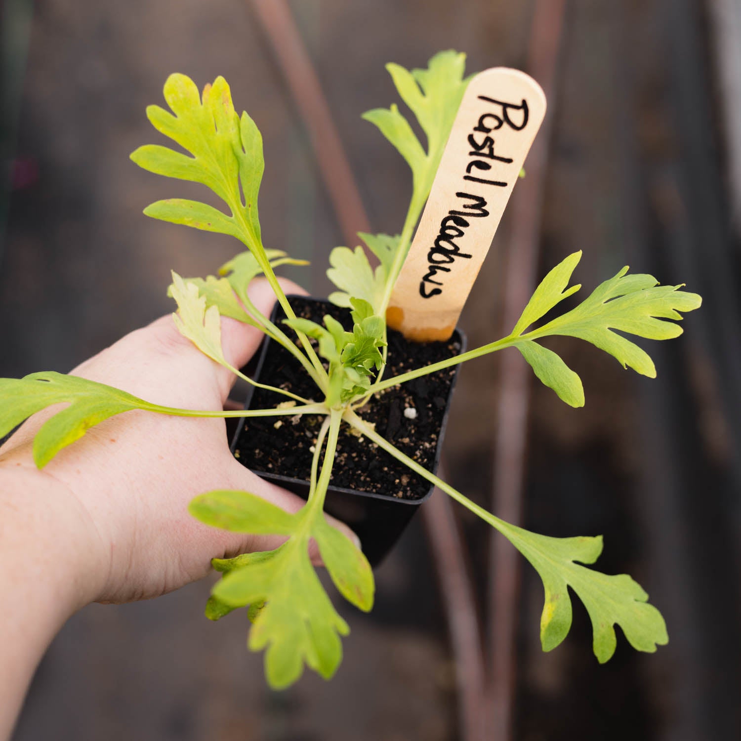 POPPY - Pastel Meadows - PLANTS