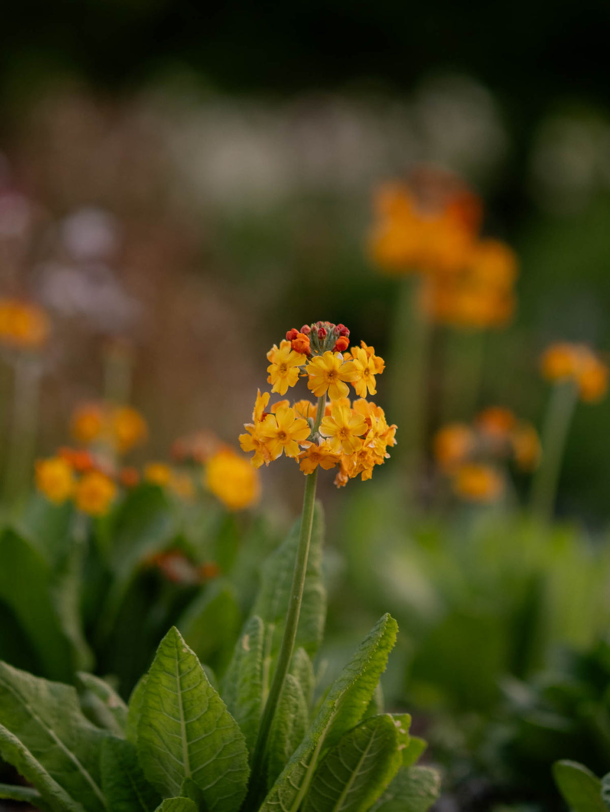 PRIMULA - Bulleyana - PLANTS