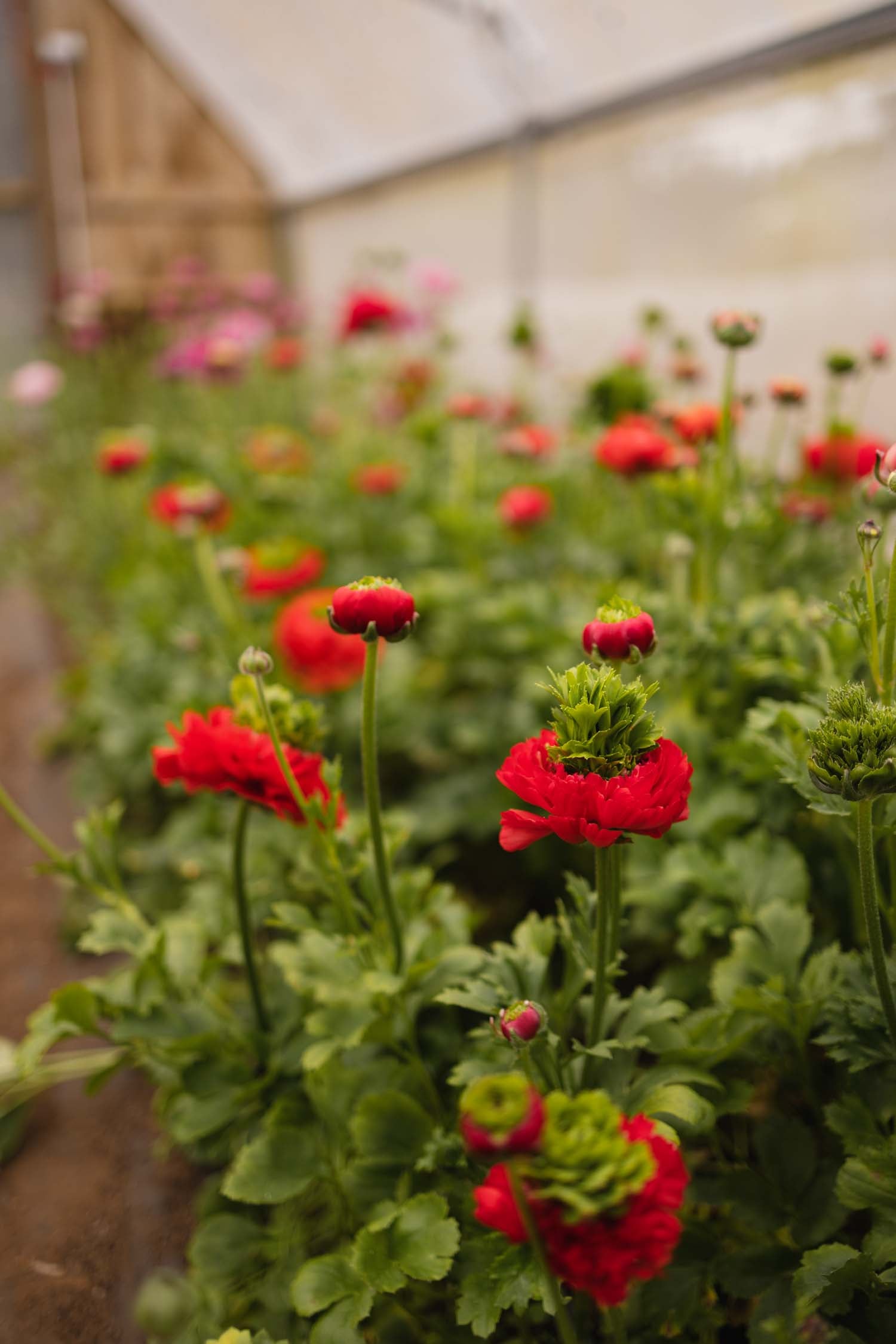 RANUNC - Reinette Deep Orange - PLANTS