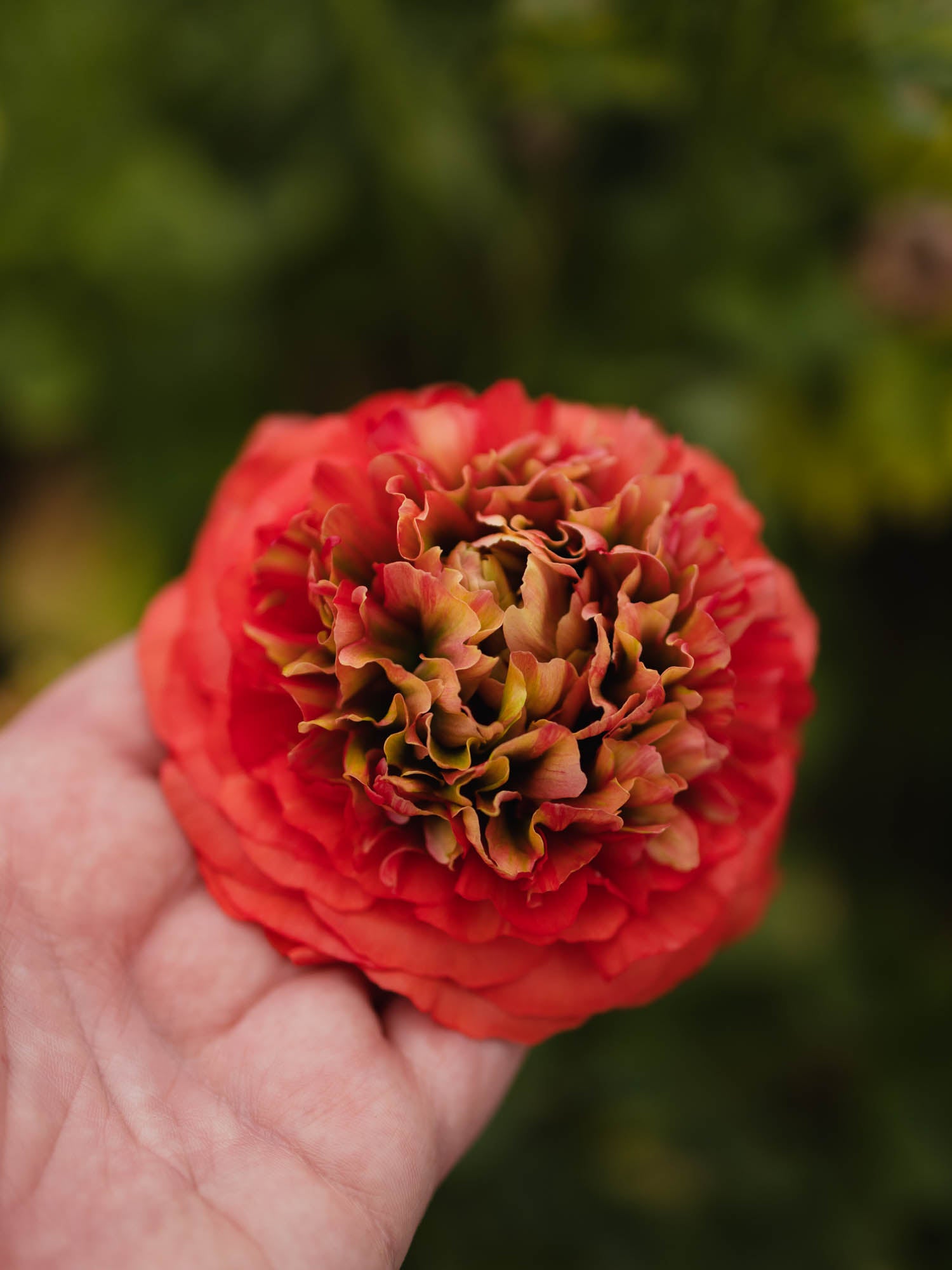 RANUNC - Reinette Deep Orange - PLANTS