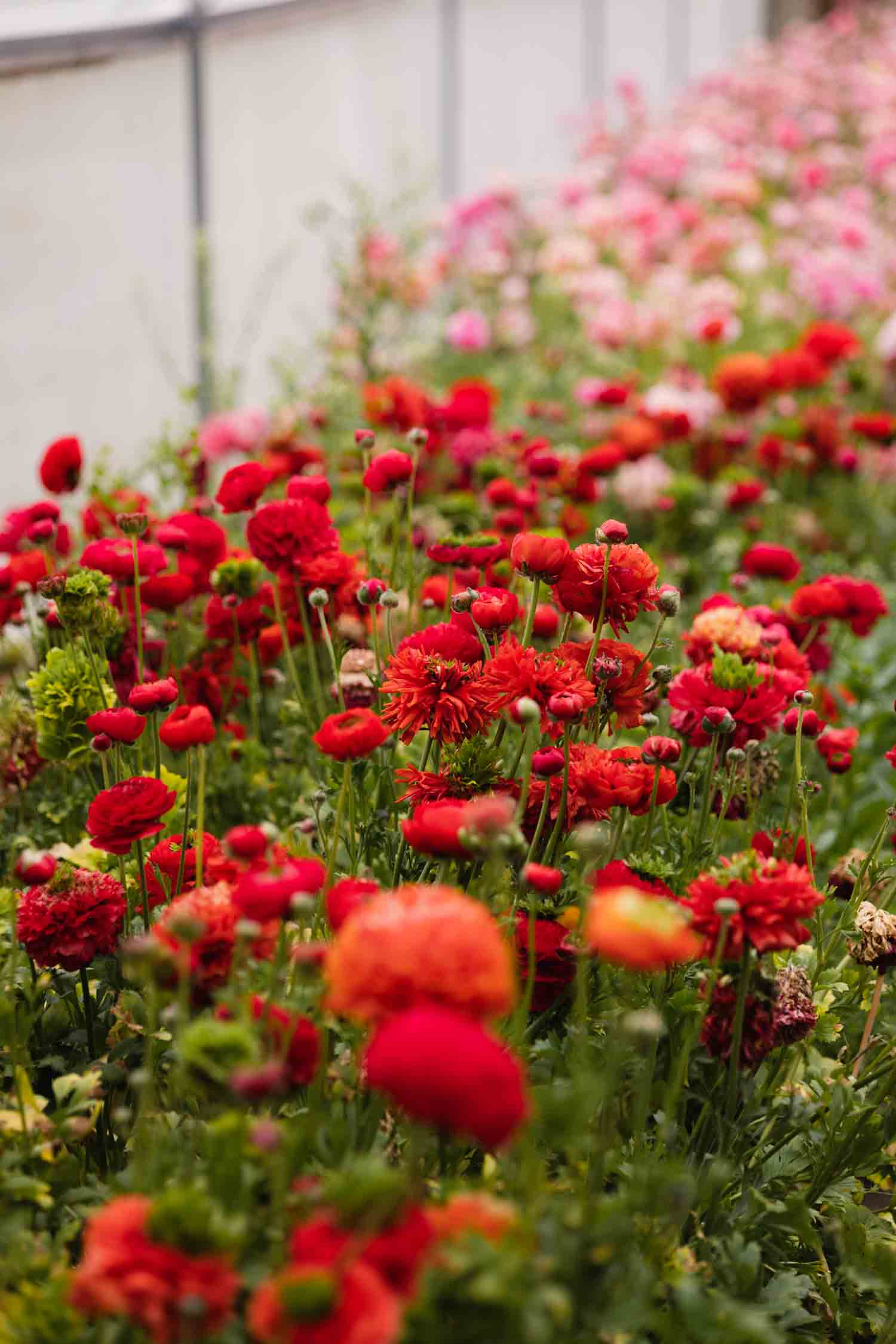RANUNC - Reinette Deep Orange - PLANTS