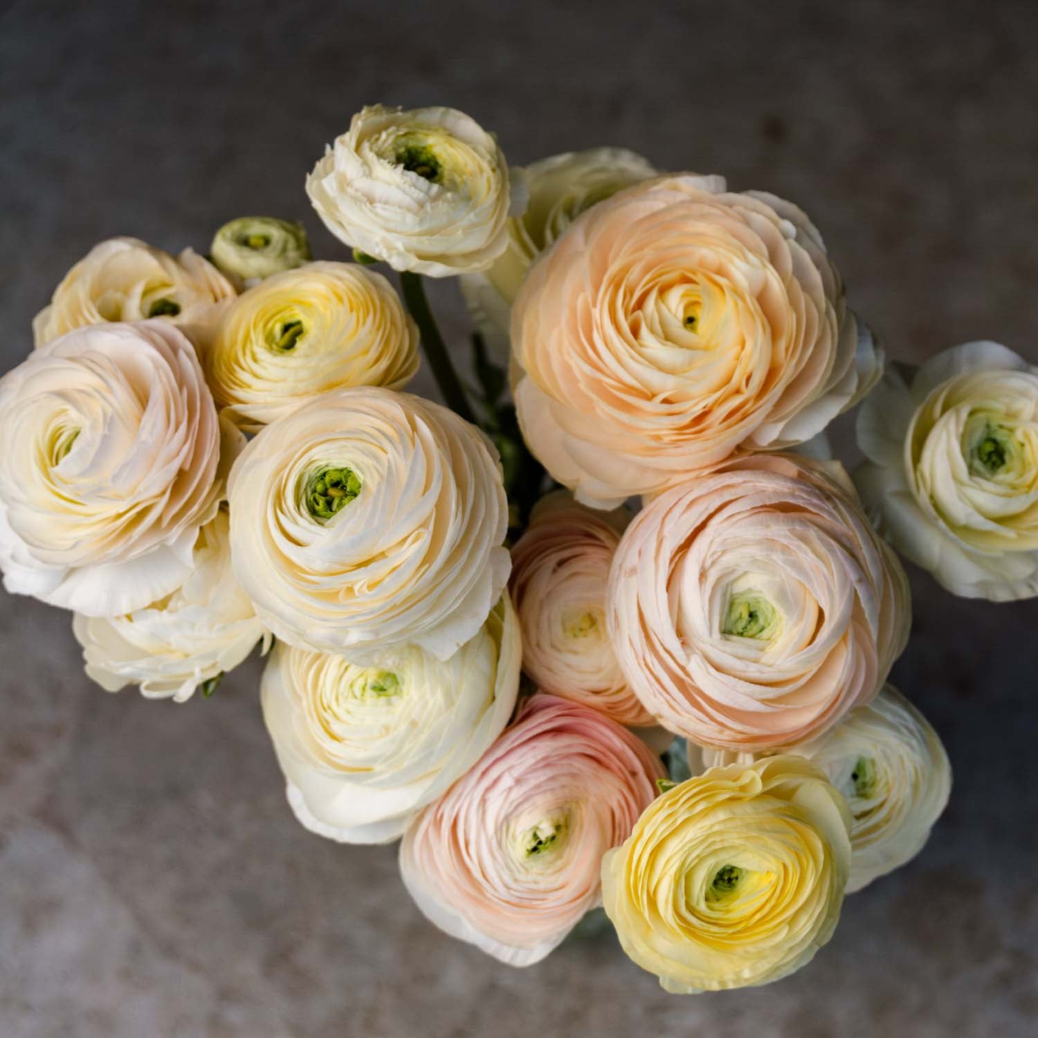 RANUNC - Wedding Pastel - PLANTS