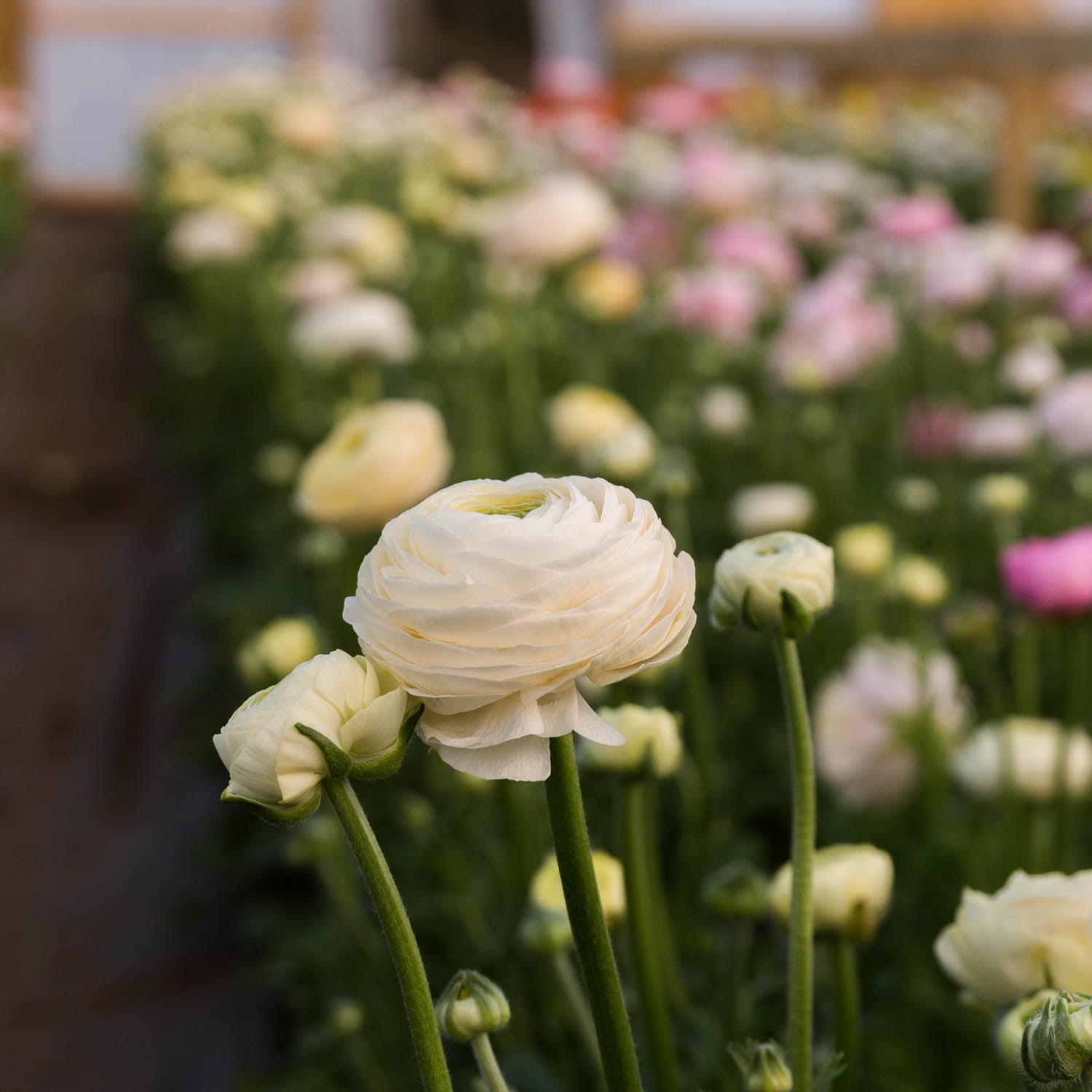 RANUNC - Wedding Pastel - PLANTS
