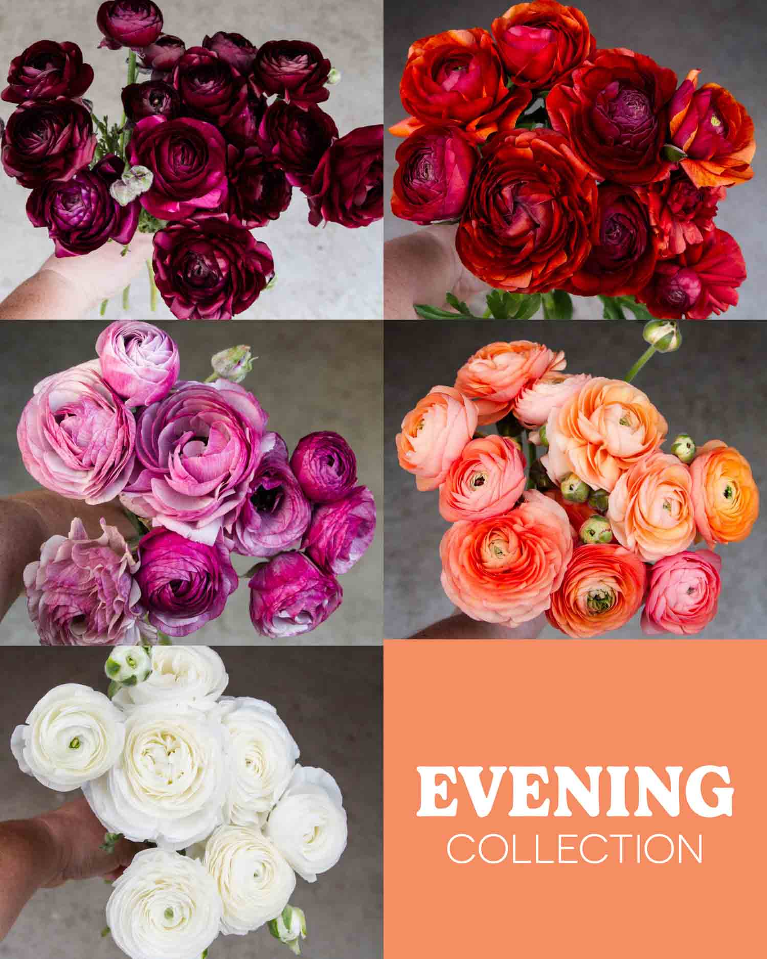 RANUNC Plant Collection - EVENING