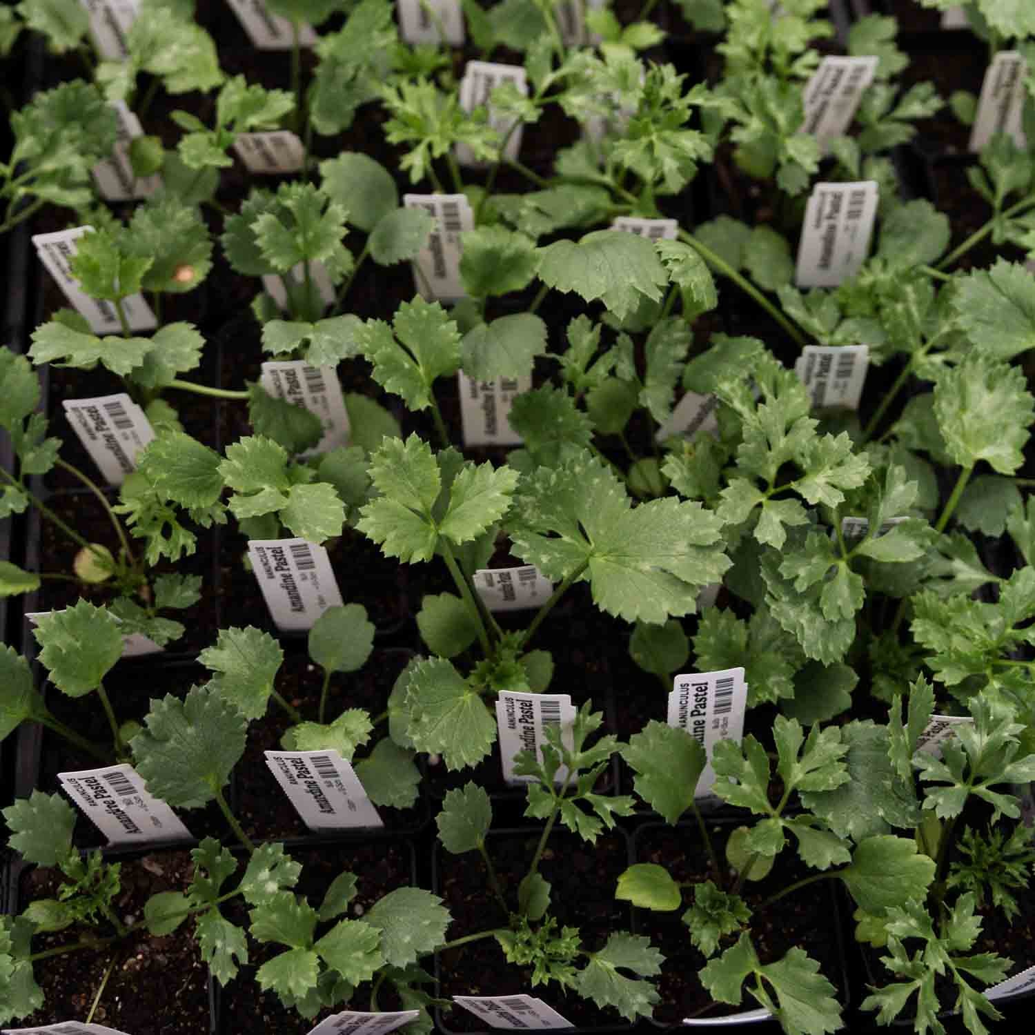RANUNC - Amandine Pastel - PLANTS