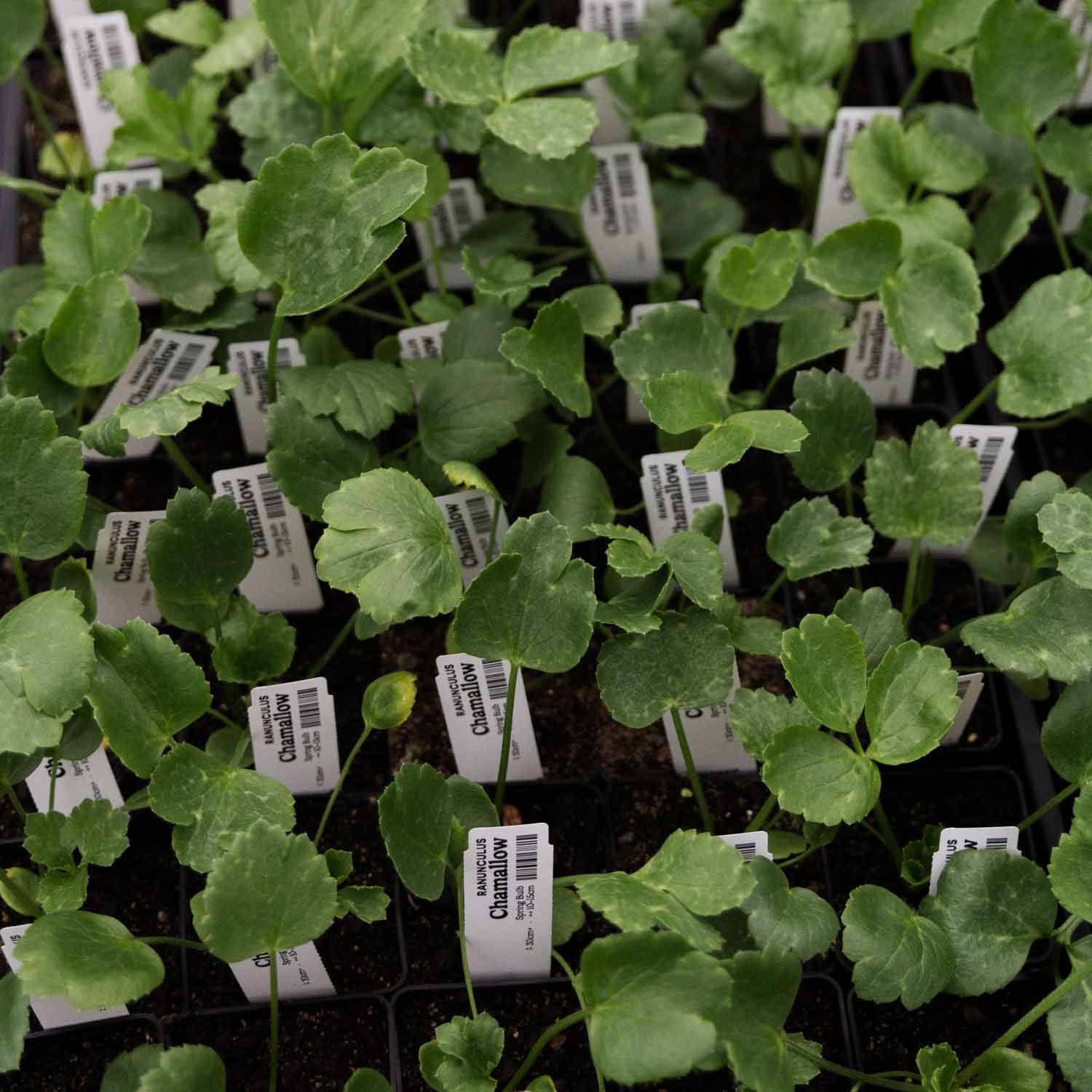 RANUNC - Chamallow - PLANTS