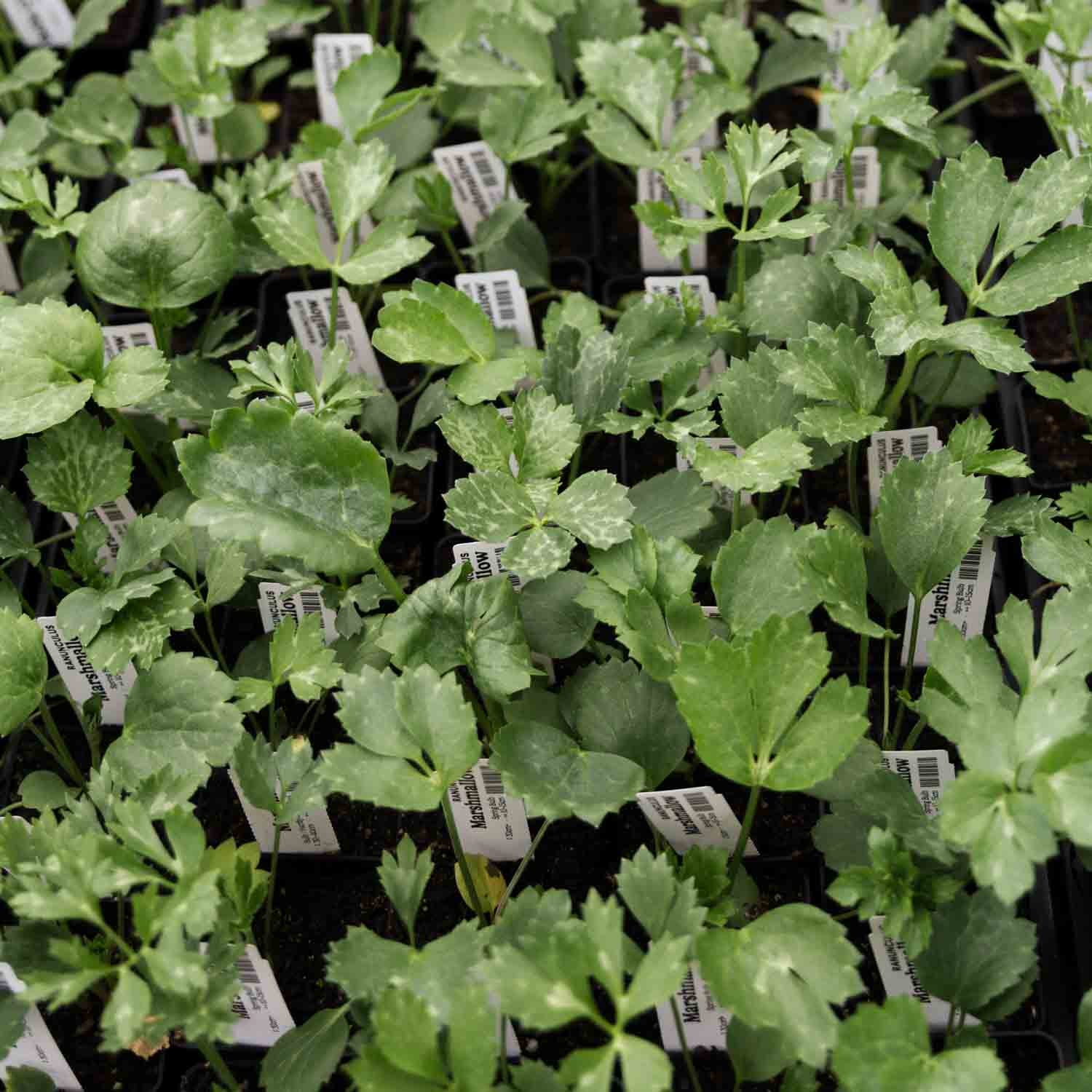 RANUNC - Marshmallow - PLANTS