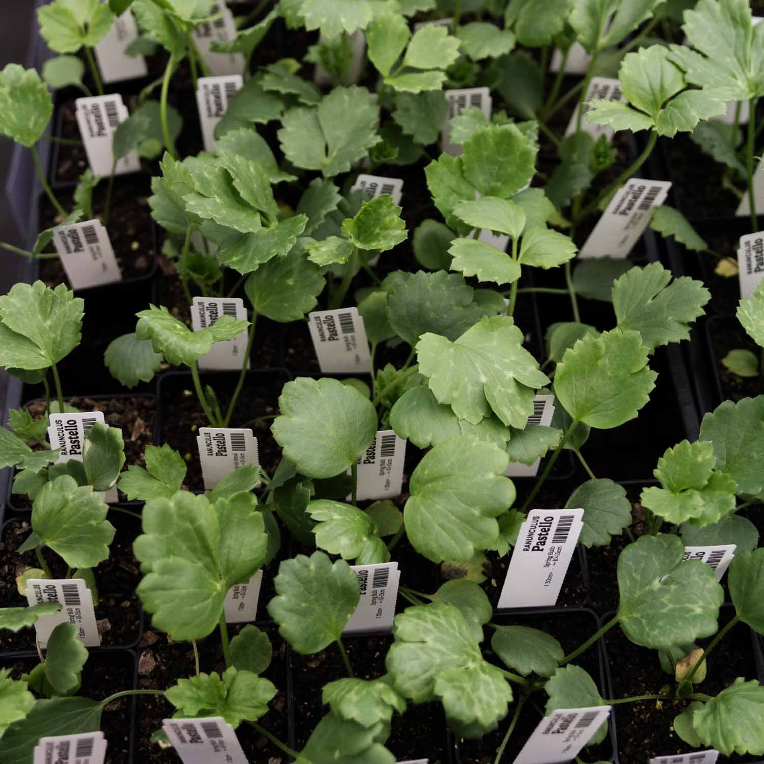 RANUNC - Pastello - PLANTS