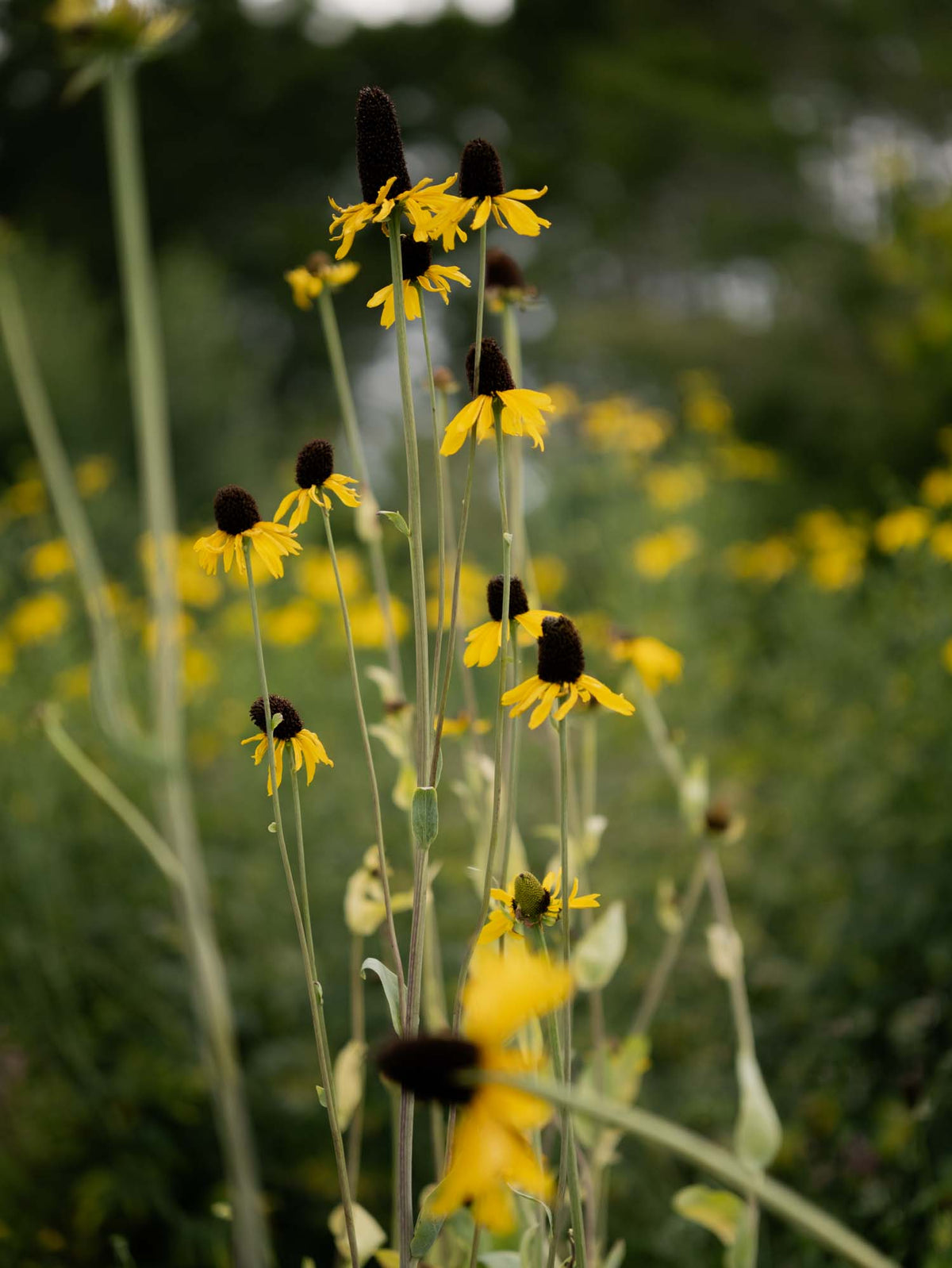 RUDBECKIA - Maxima - PLANTS