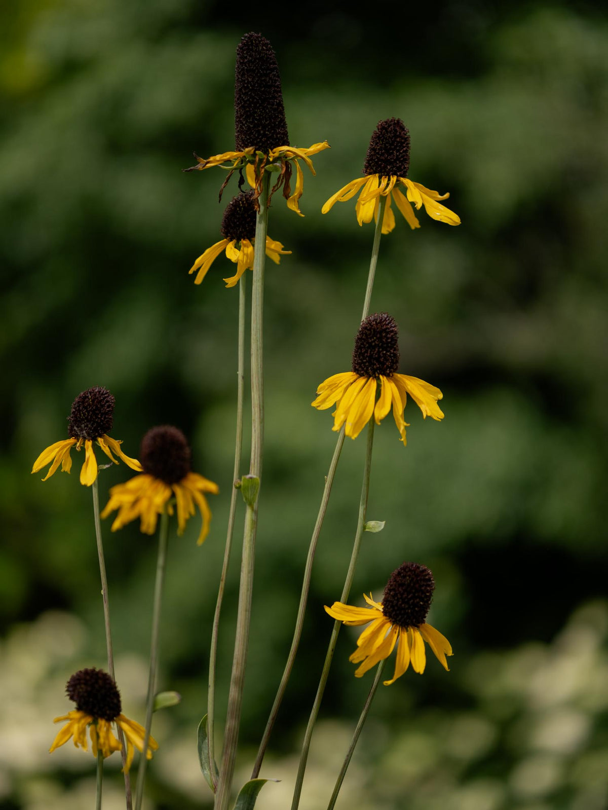 RUDBECKIA - Maxima - PLANTS