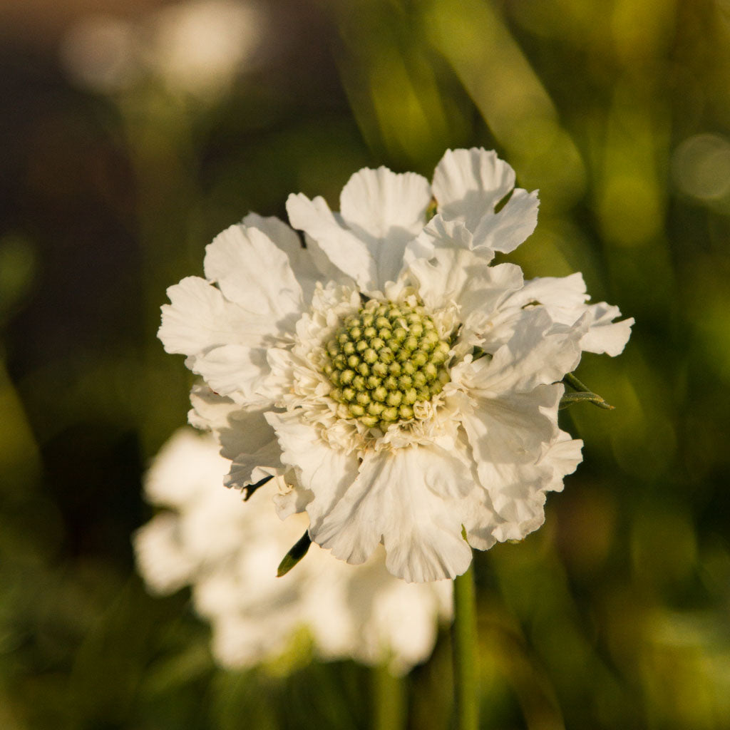 SCABIOSA - Fama White - PLANTS