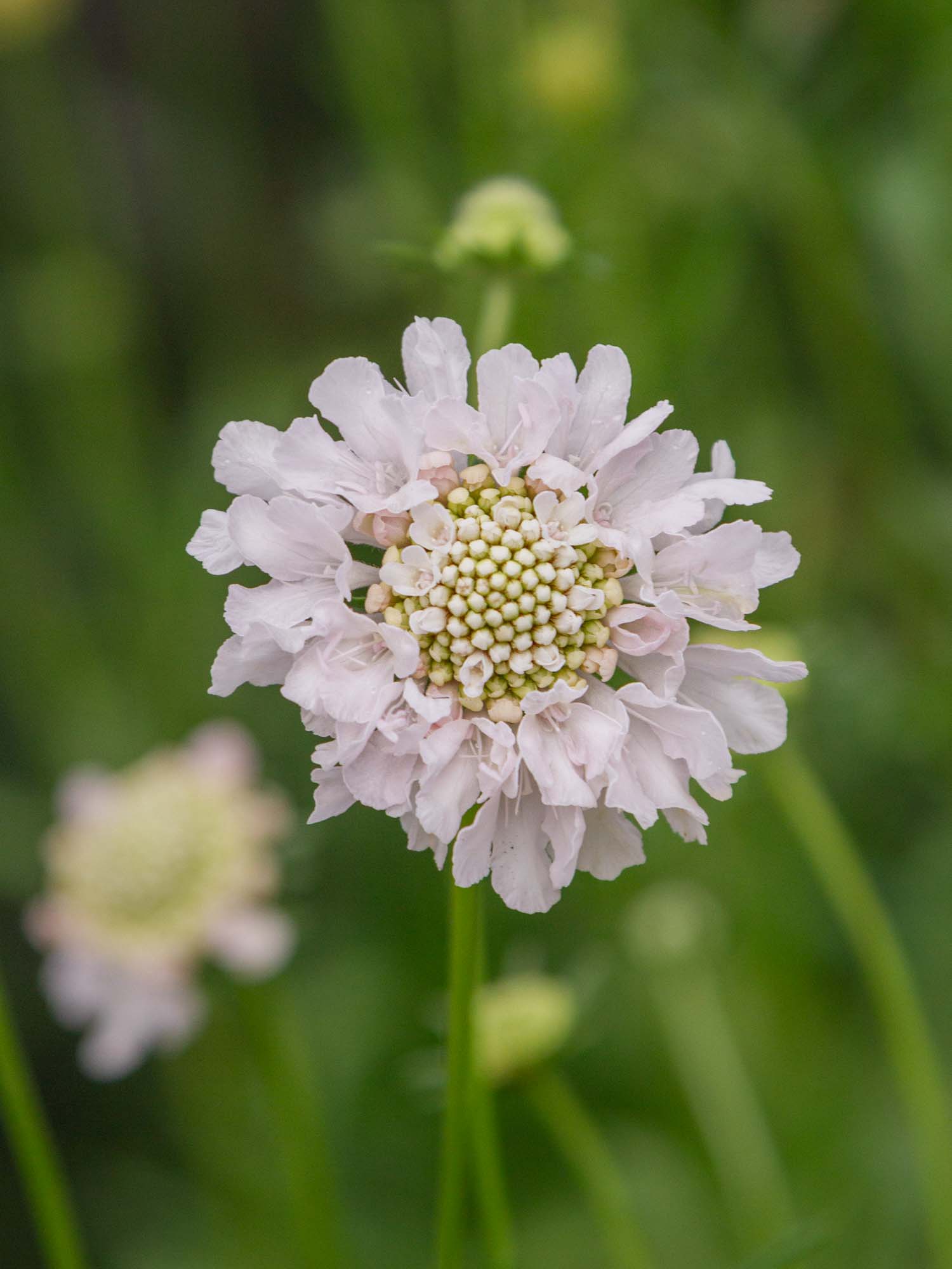 Scabiosa - White Blush
