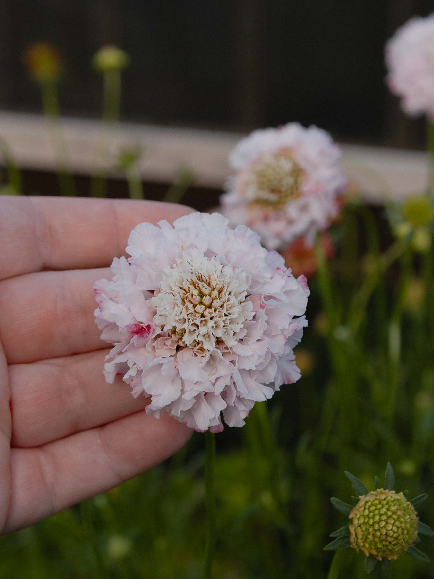 Scabiosa - White Blush