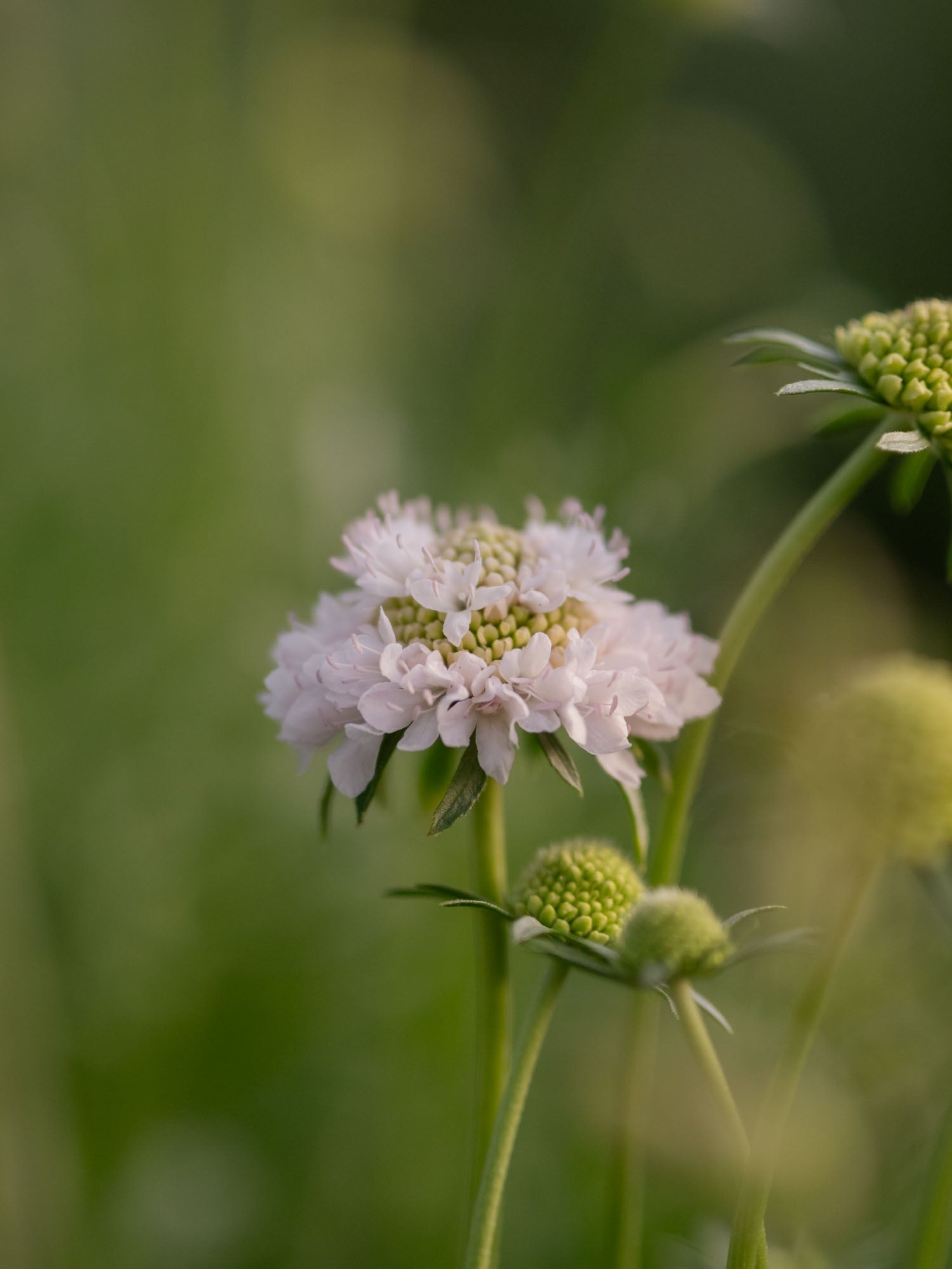 Scabiosa - White Blush