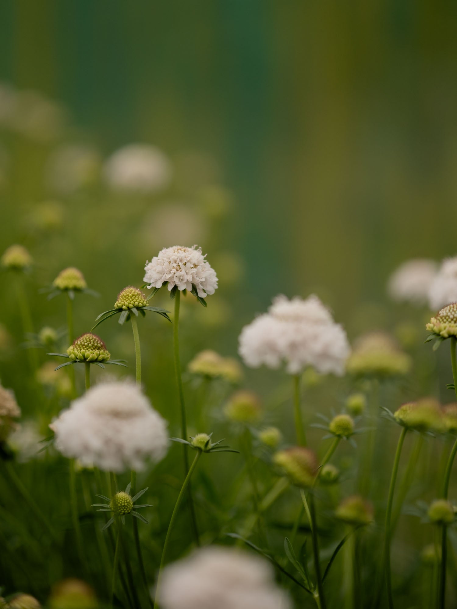 Scabiosa - White Blush