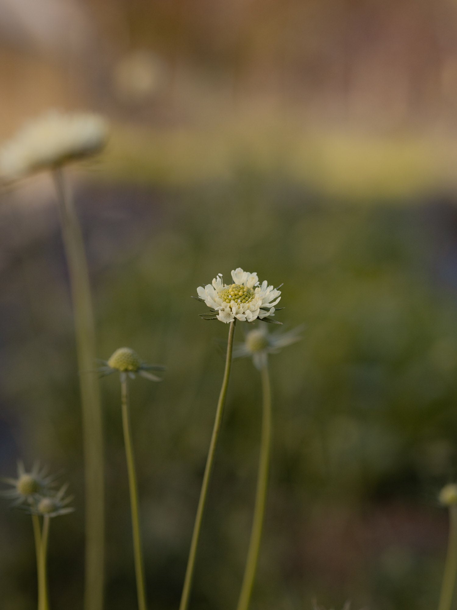 SCABIOSA ochroleuca - PLANTS