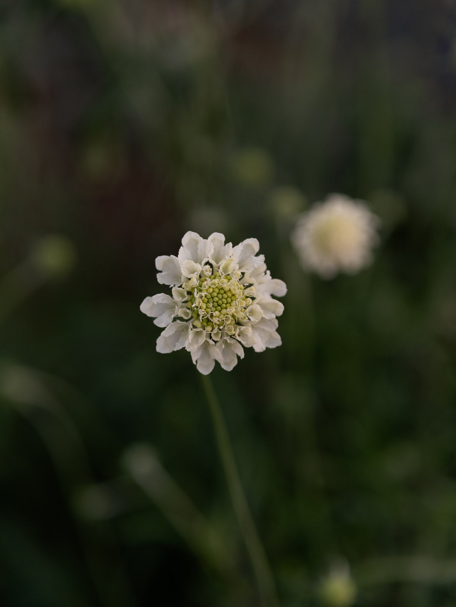 SCABIOSA ochroleuca - PLANTS
