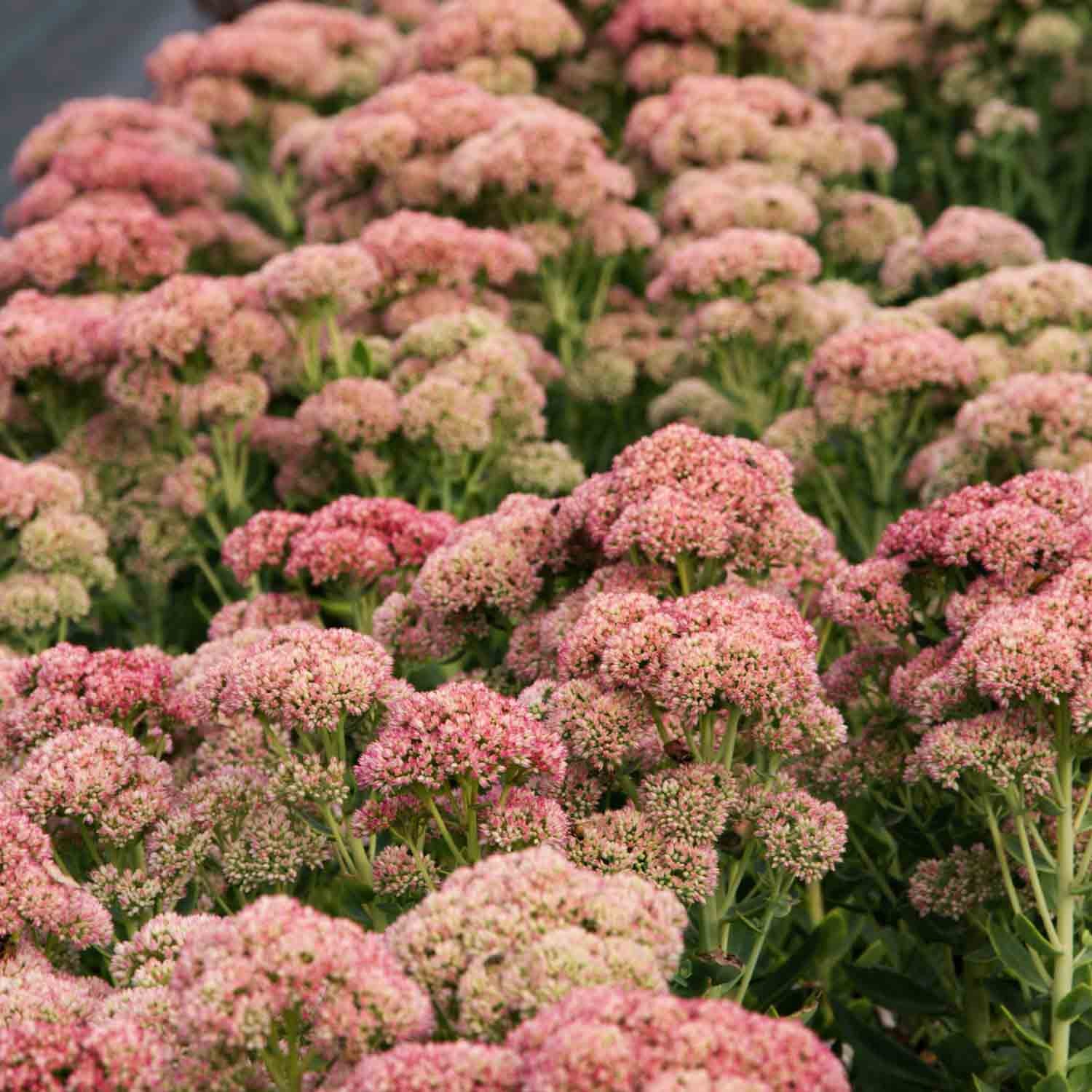 SEDUM - Autumn Joy - PLANTS