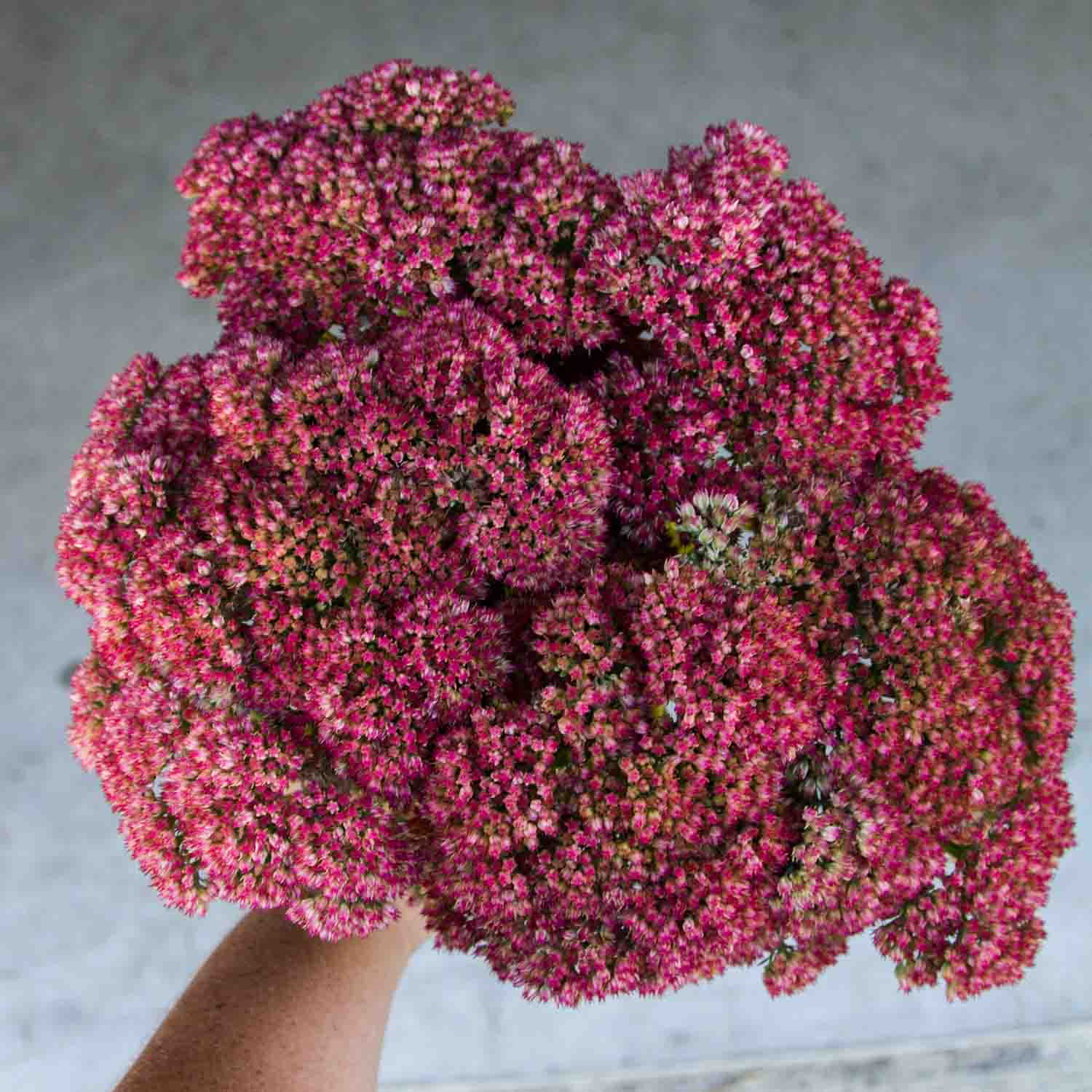 SEDUM - Autumn Joy - PLANTS