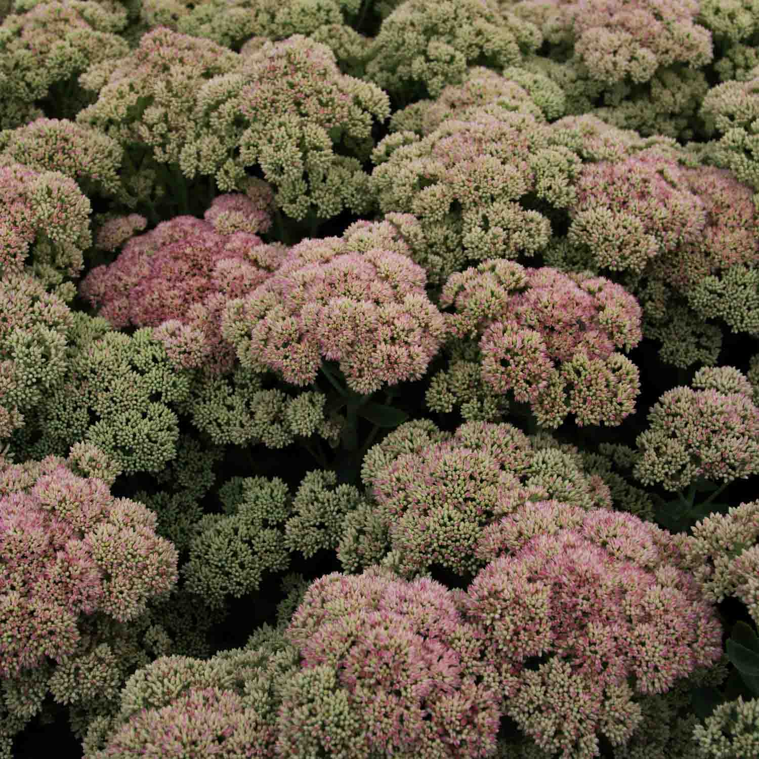 SEDUM - Autumn Joy - PLANTS