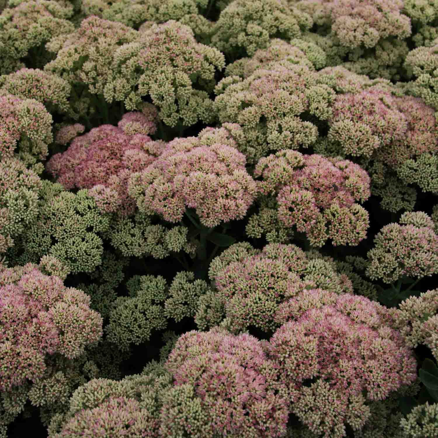 Sedum - Autumn Joy - PLANTS