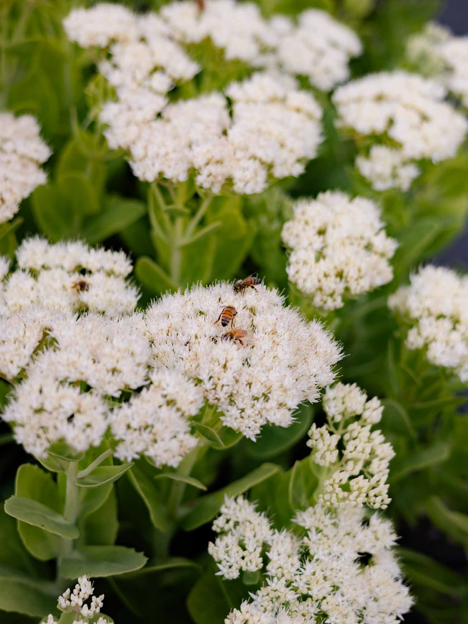 SEDUM - White - PLANTS