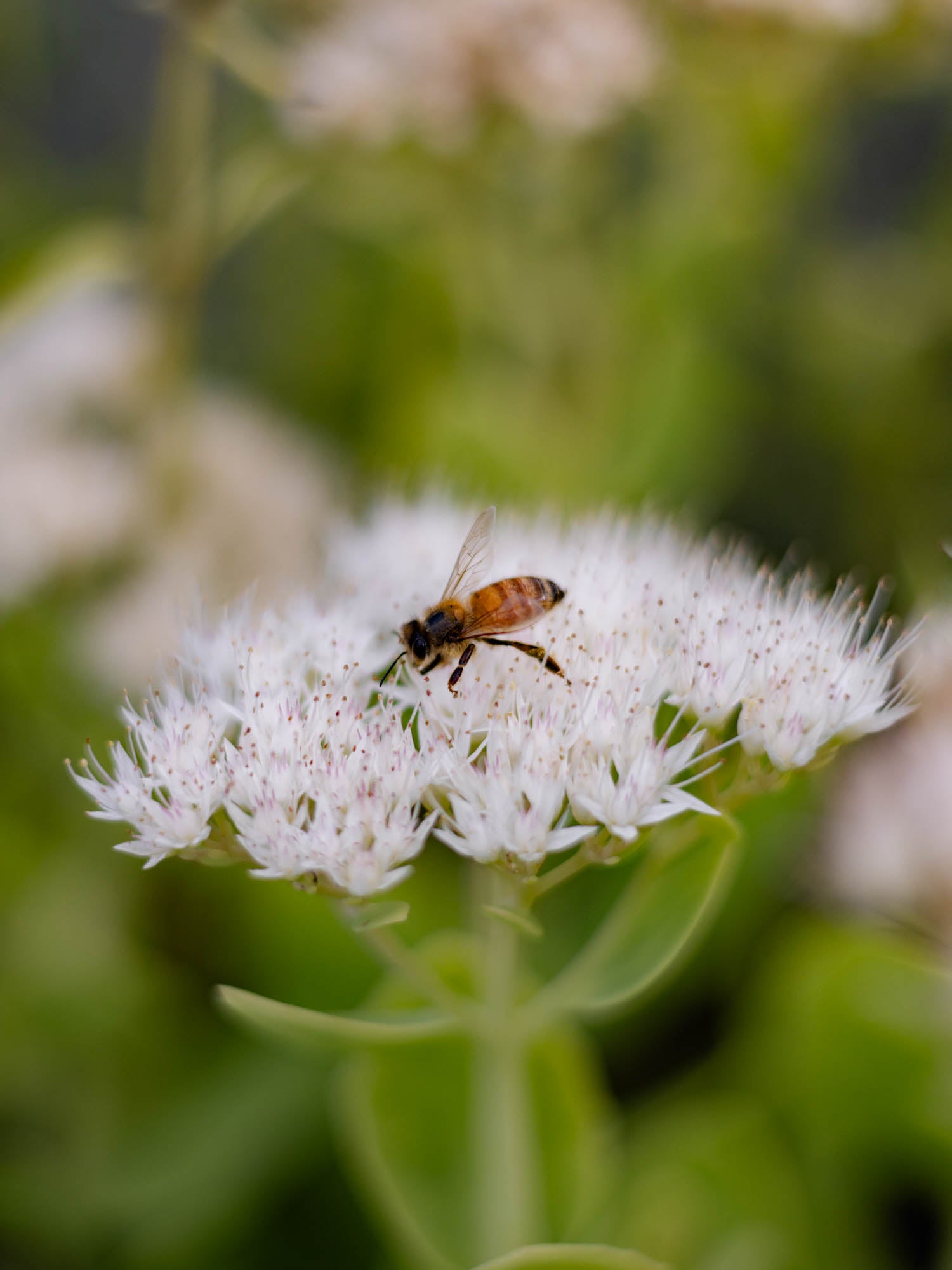 SEDUM - White - PLANTS