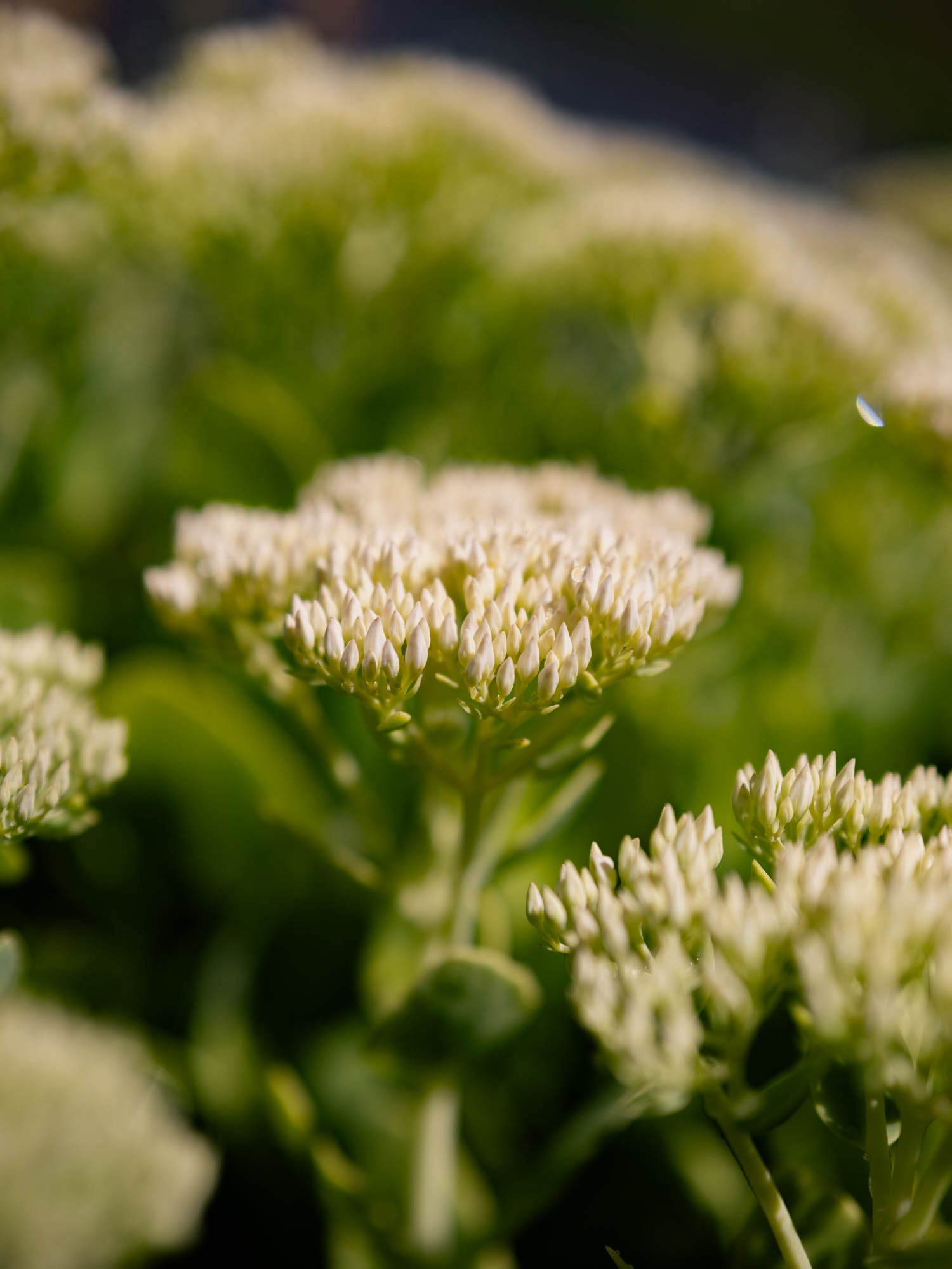 SEDUM - White - PLANTS