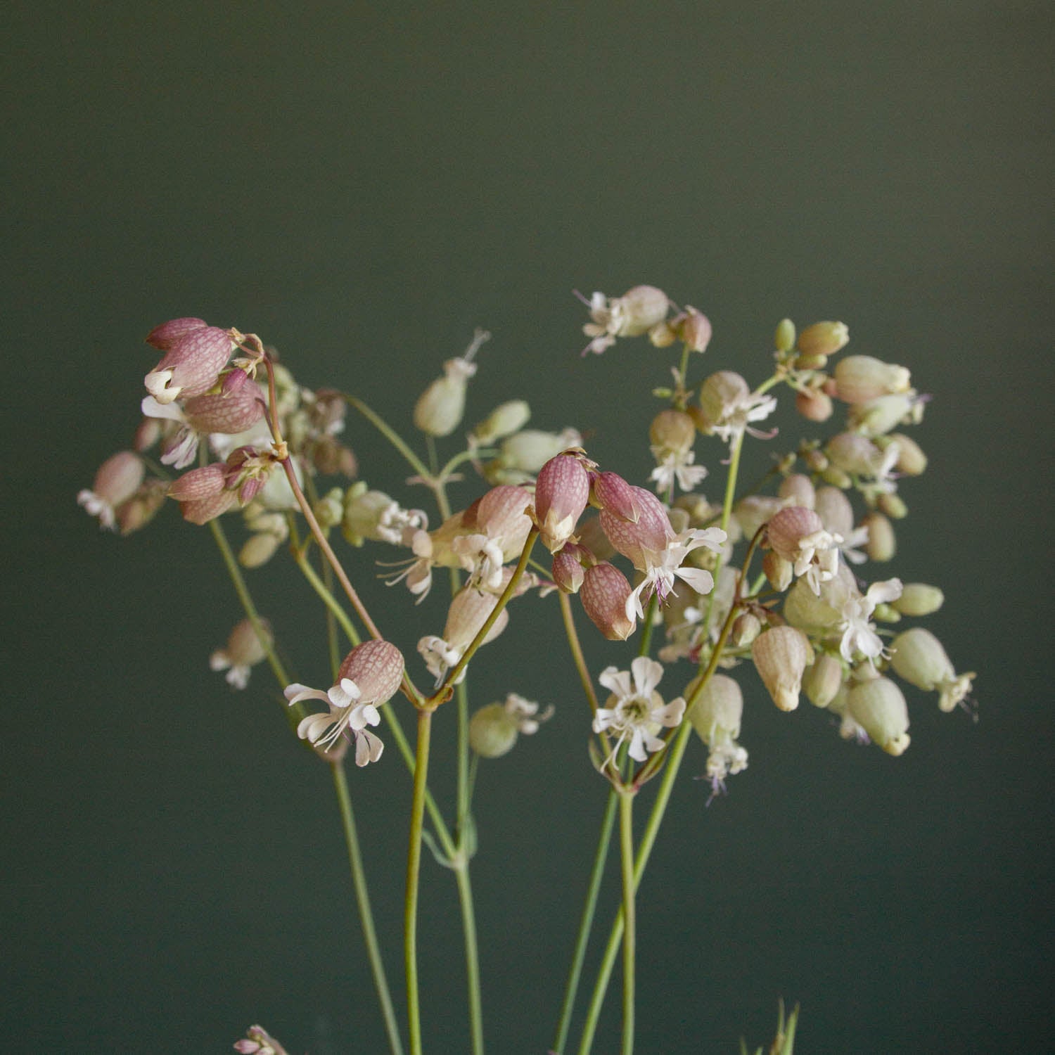 Silene - Blushing Lanterns