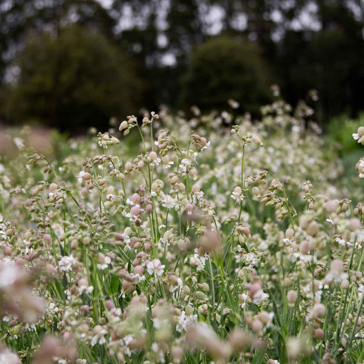 Silene - Blushing Lanterns