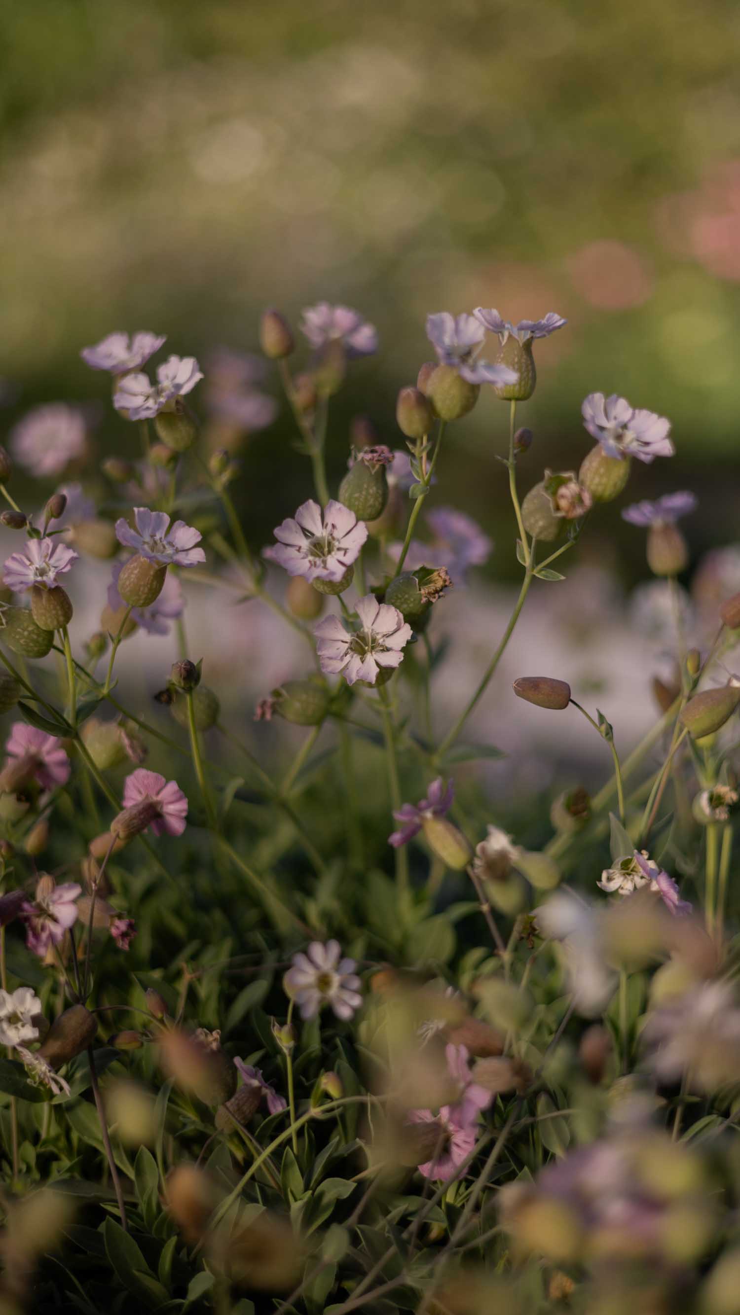 SILENE uniflora - Compacta - PLANTS