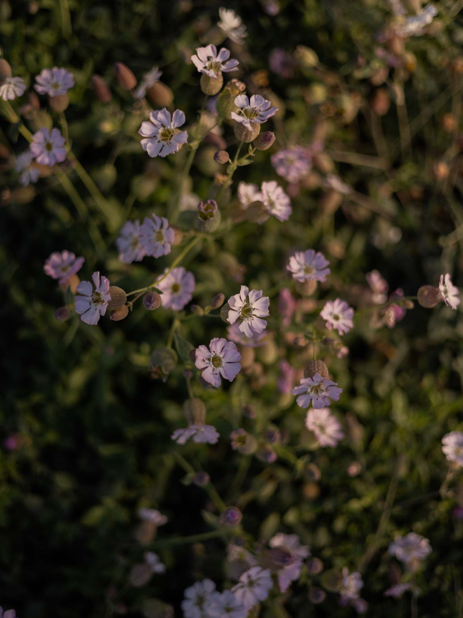 SILENE uniflora - Compacta - PLANTS