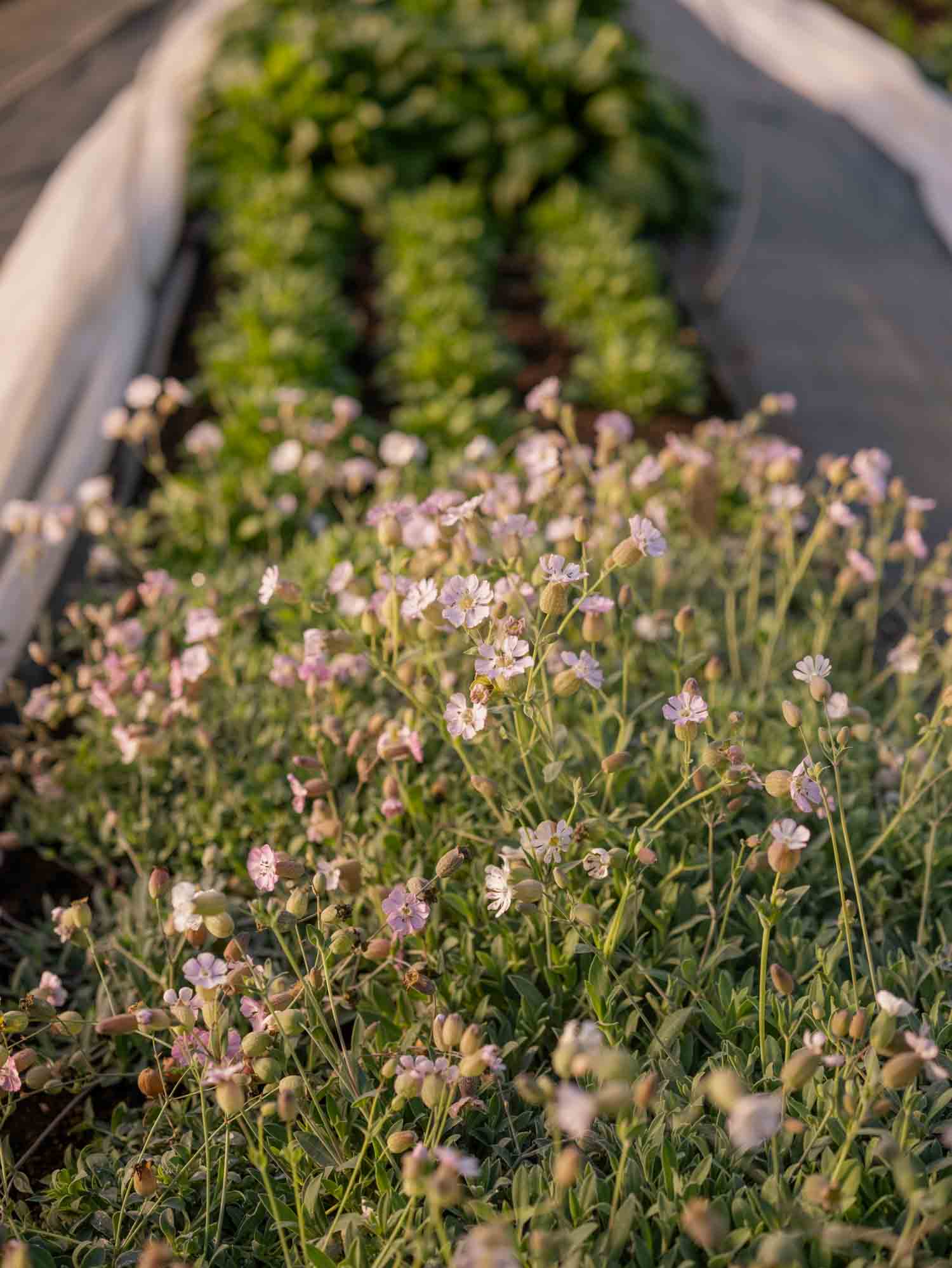 SILENE uniflora - Compacta - PLANTS