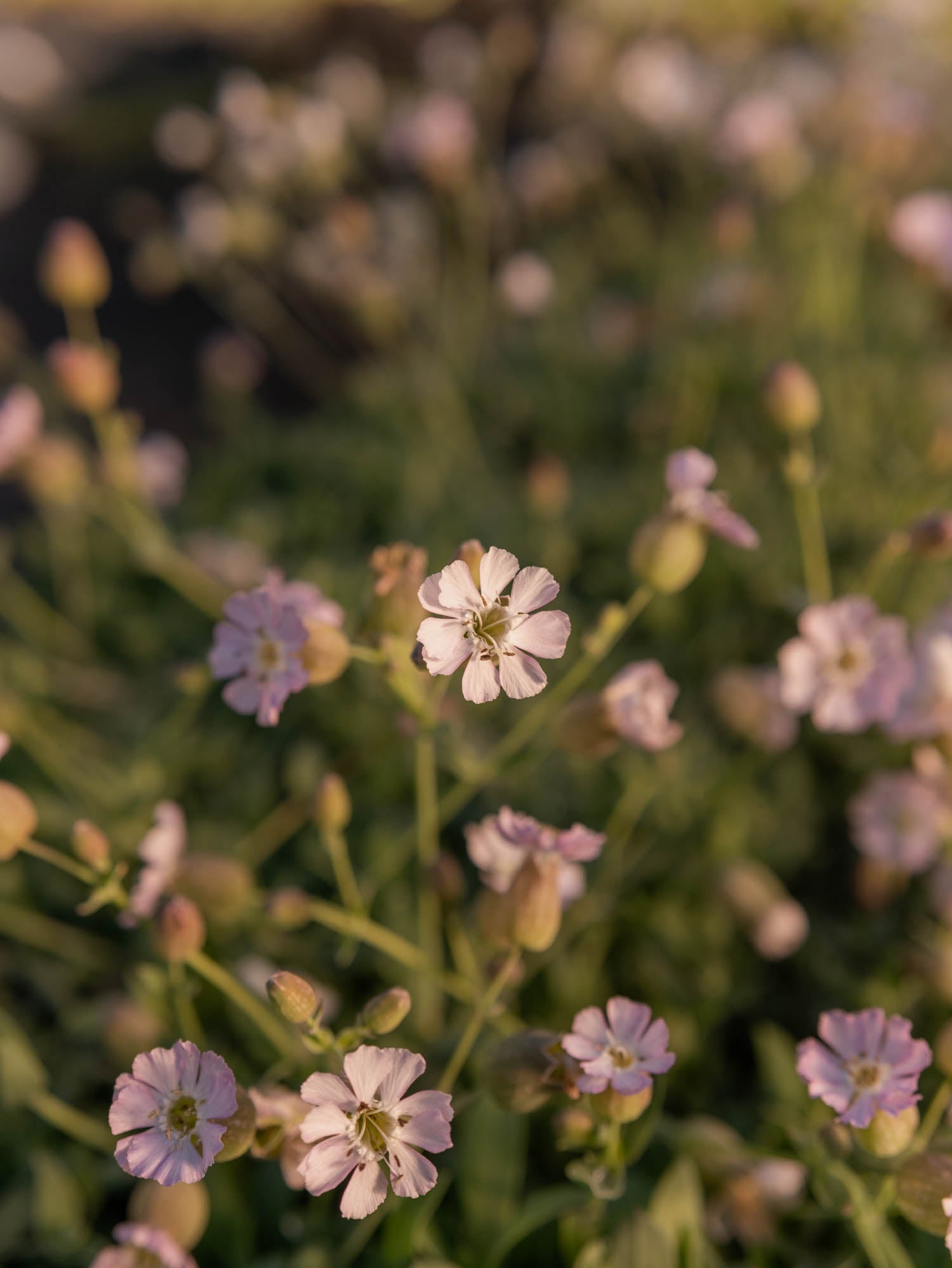 SILENE uniflora - Compacta - PLANTS
