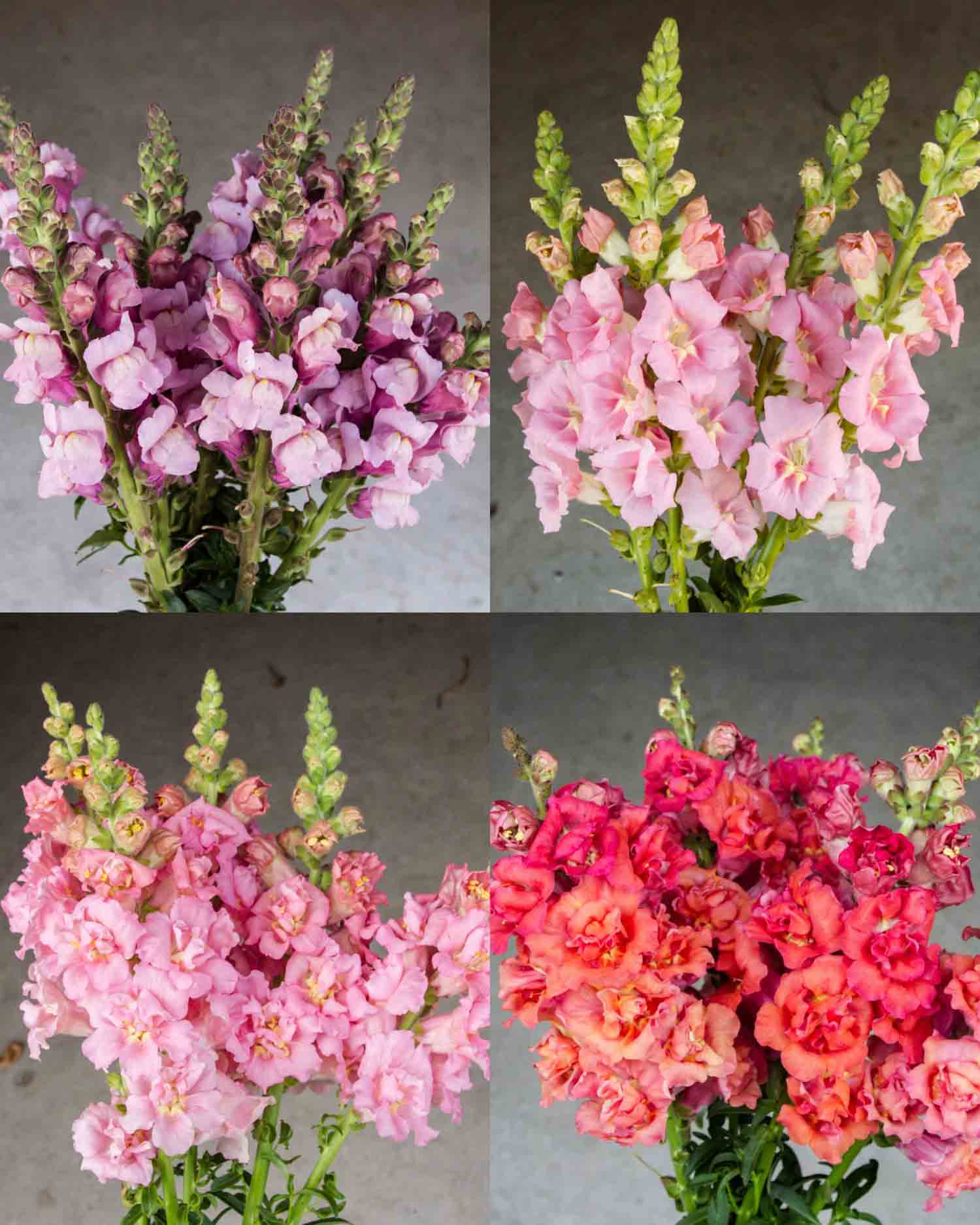 SLEEVE SPECIAL - Snapdragon Mix