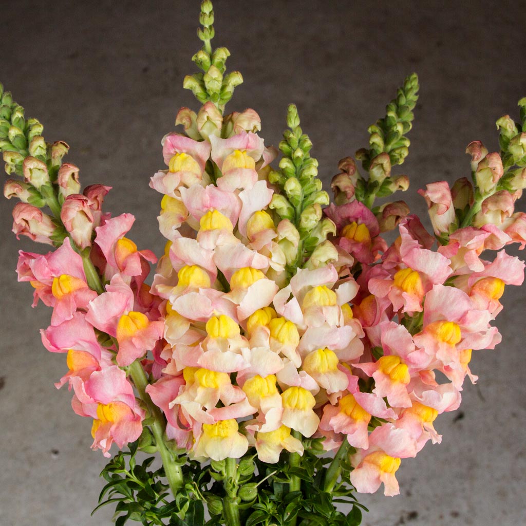 SNAPDRAGON - Avignon Apricot - PLANTS